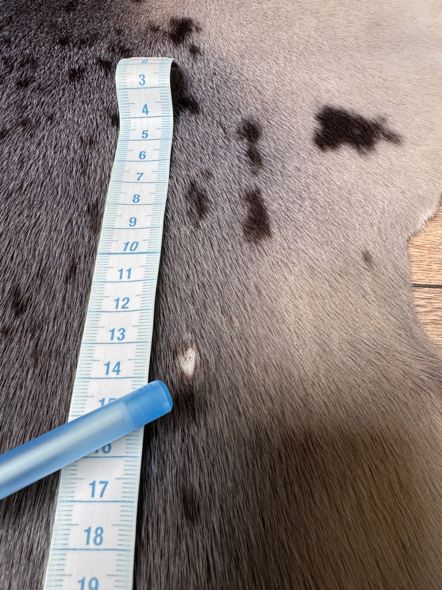Harp seal skin (3)