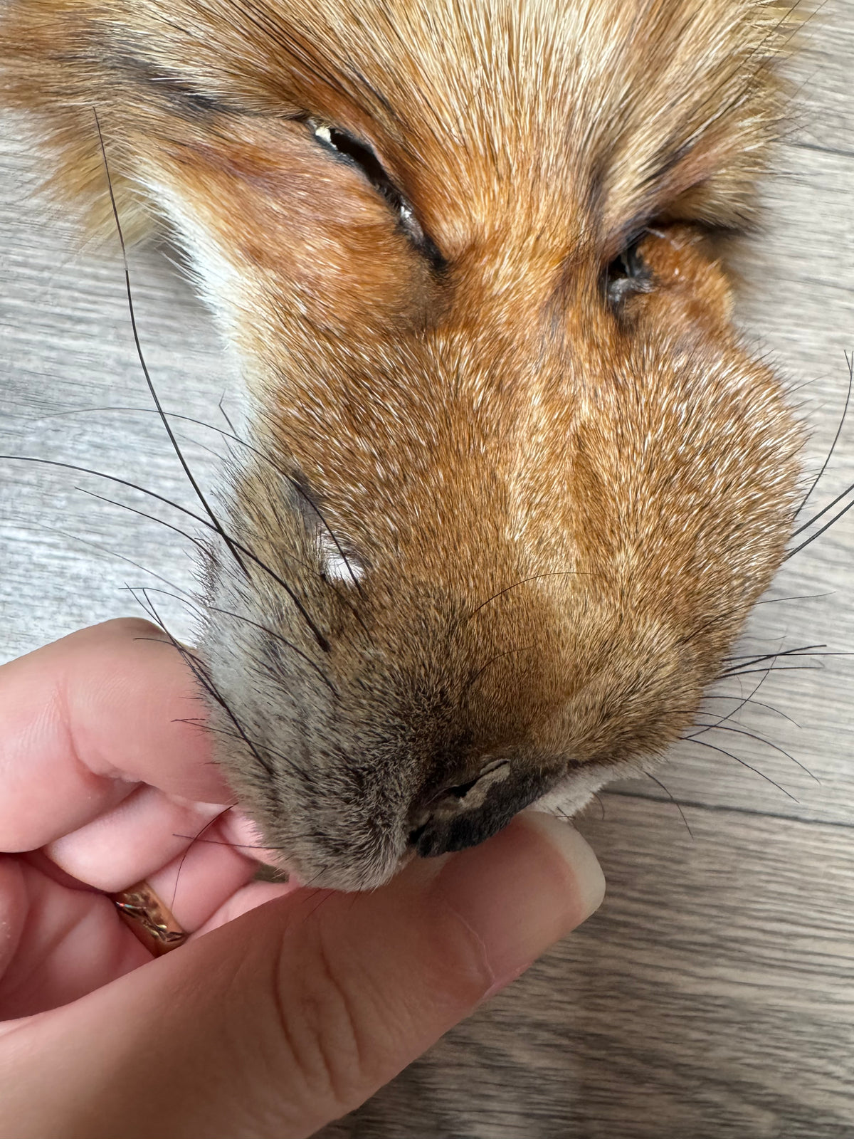 Gold fox pelt (44)