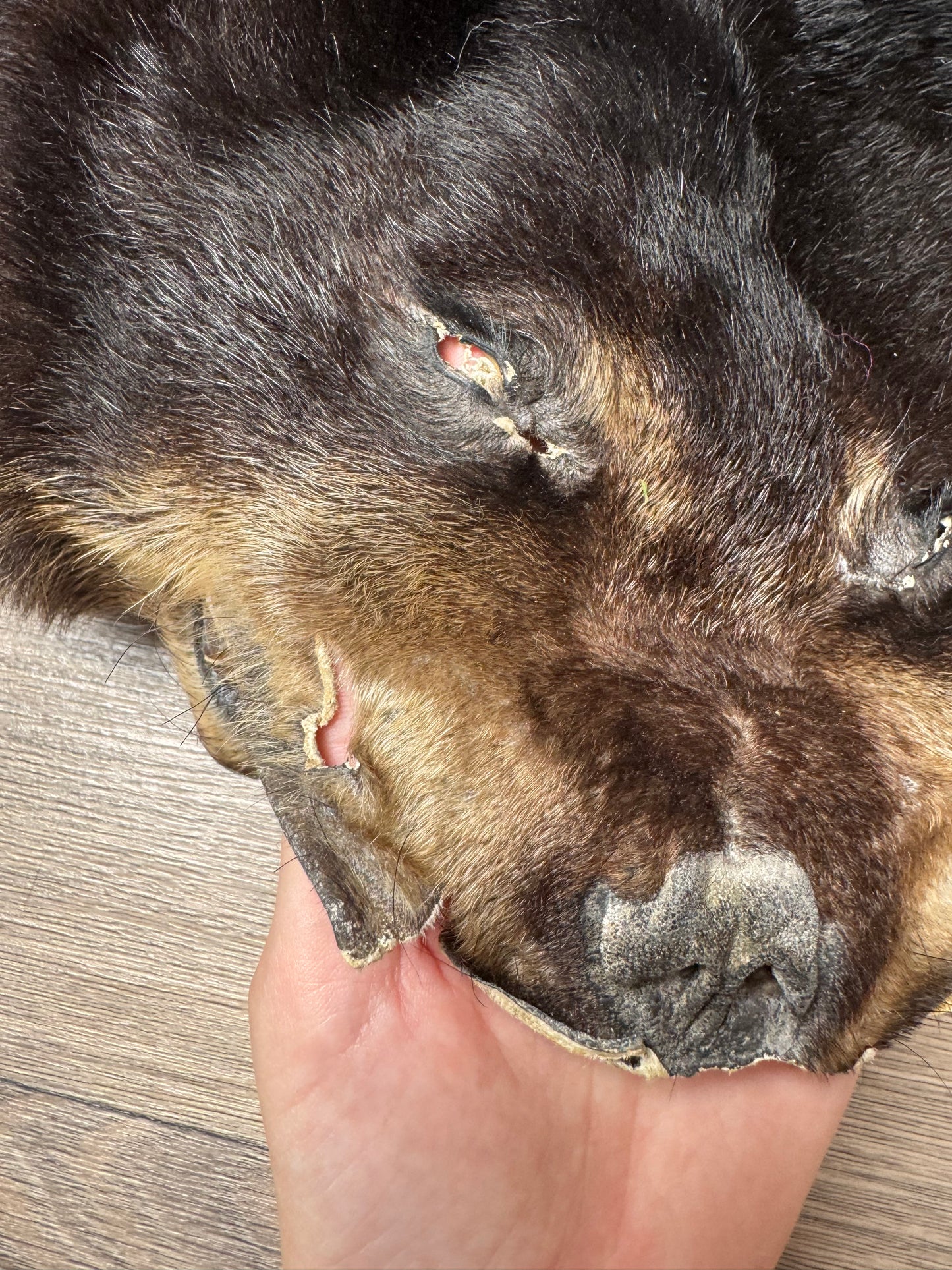 Black bear hide (1)