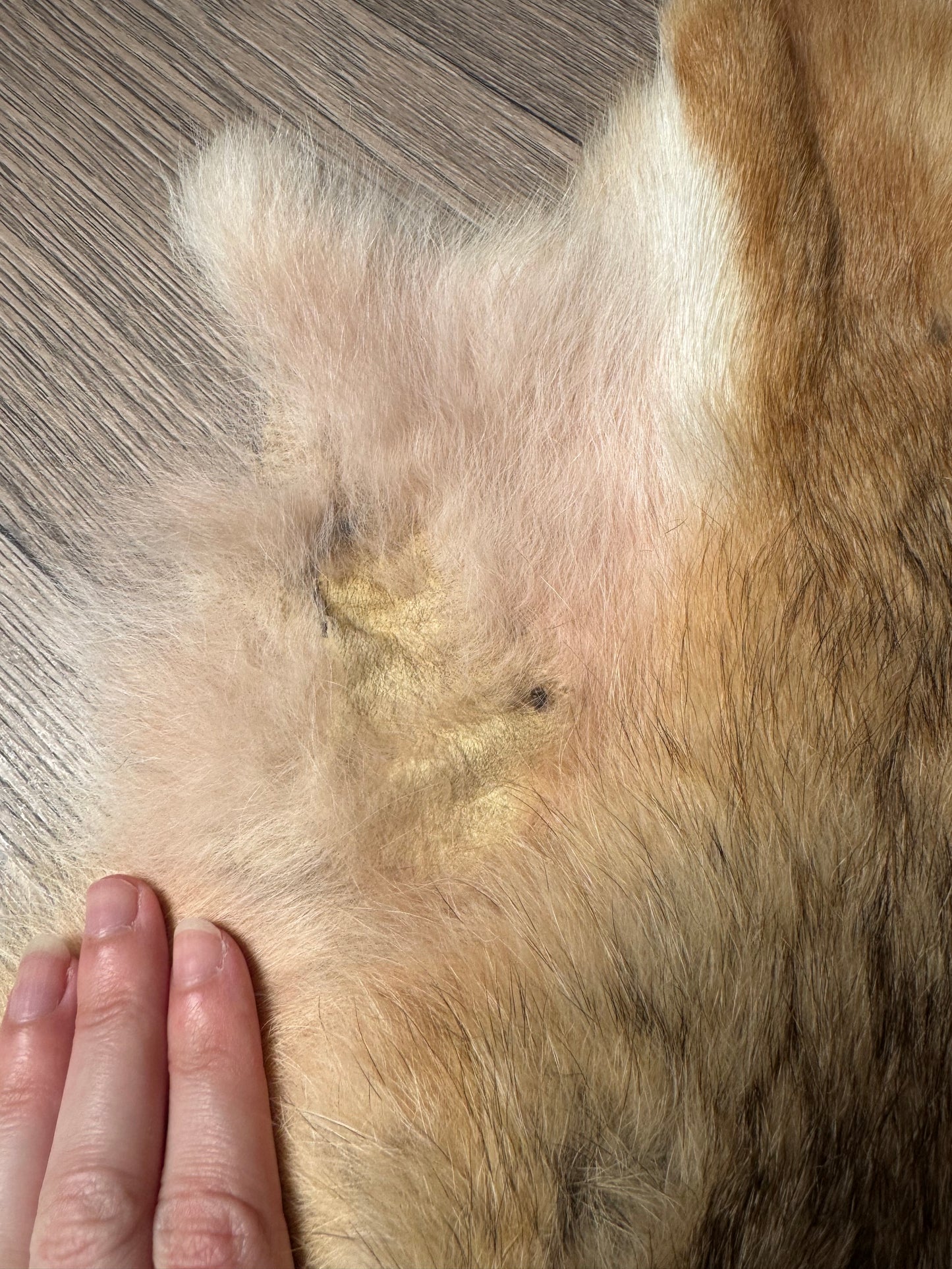Coyote pelt (13)
