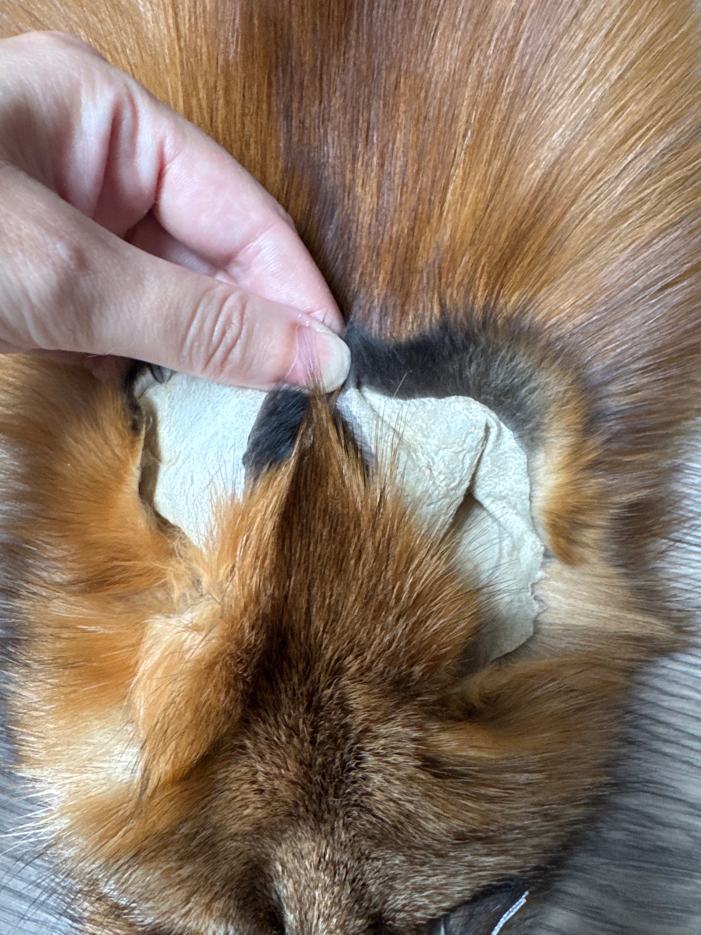 Gold fox pelt (50)