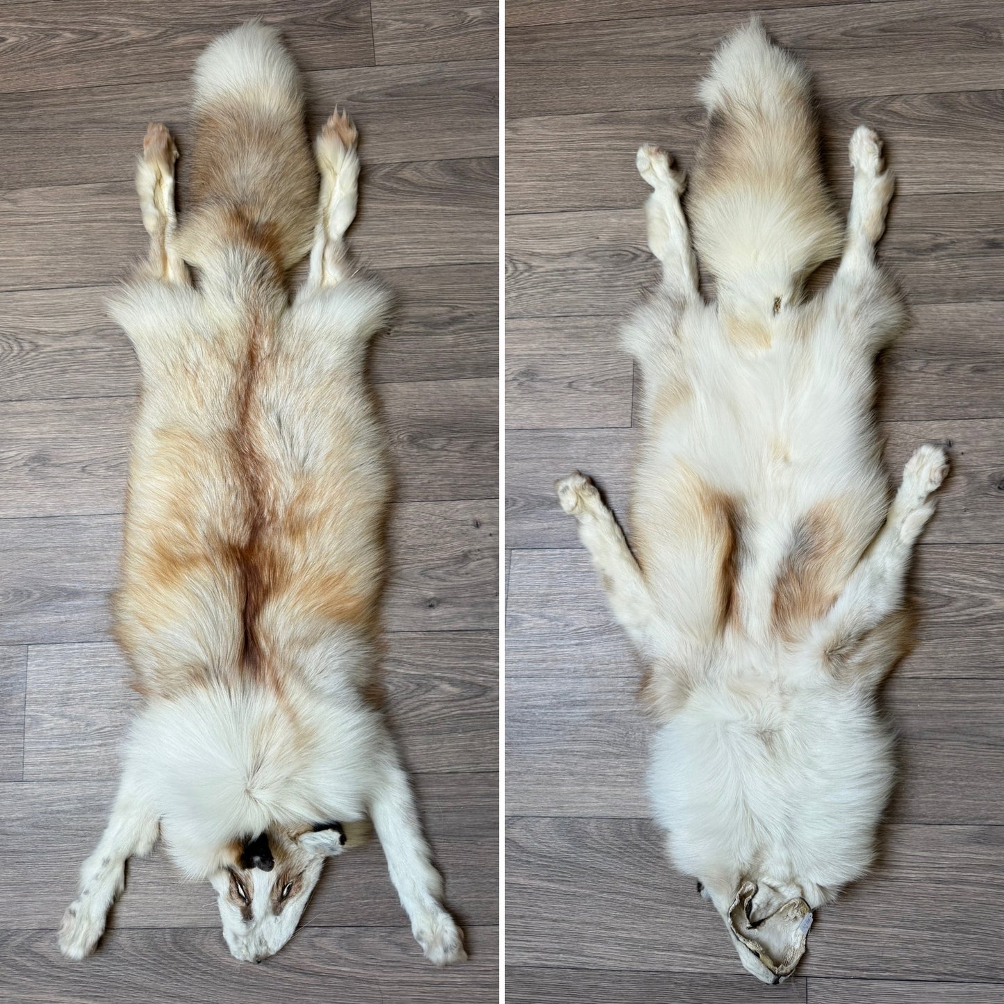 Male Gold Platinum fox mountable pelt (tag 21)