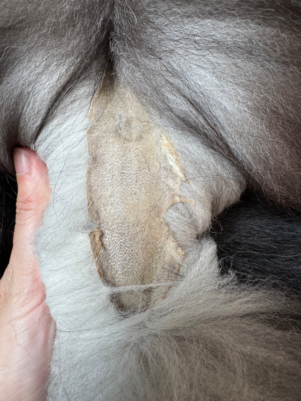 Silver fox pelt (24)