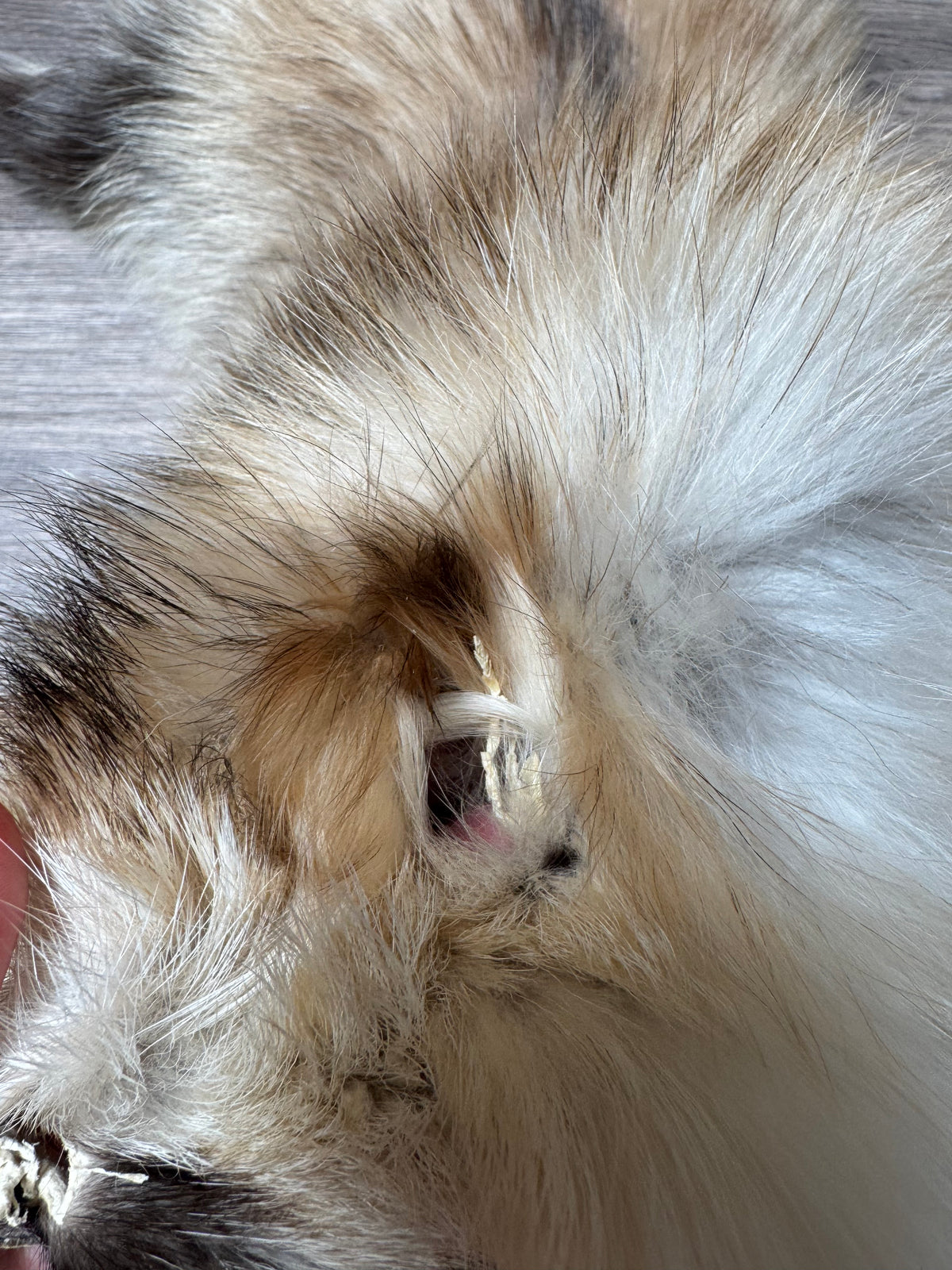 Arctic tanuki pelt (5)