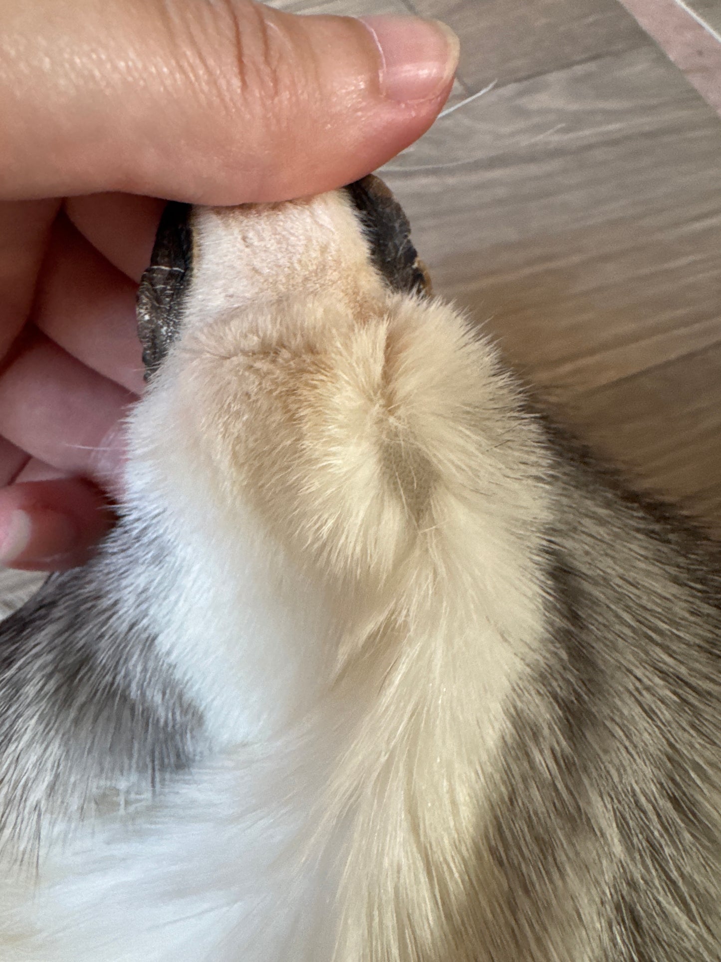 Platinum fox pelt (10)