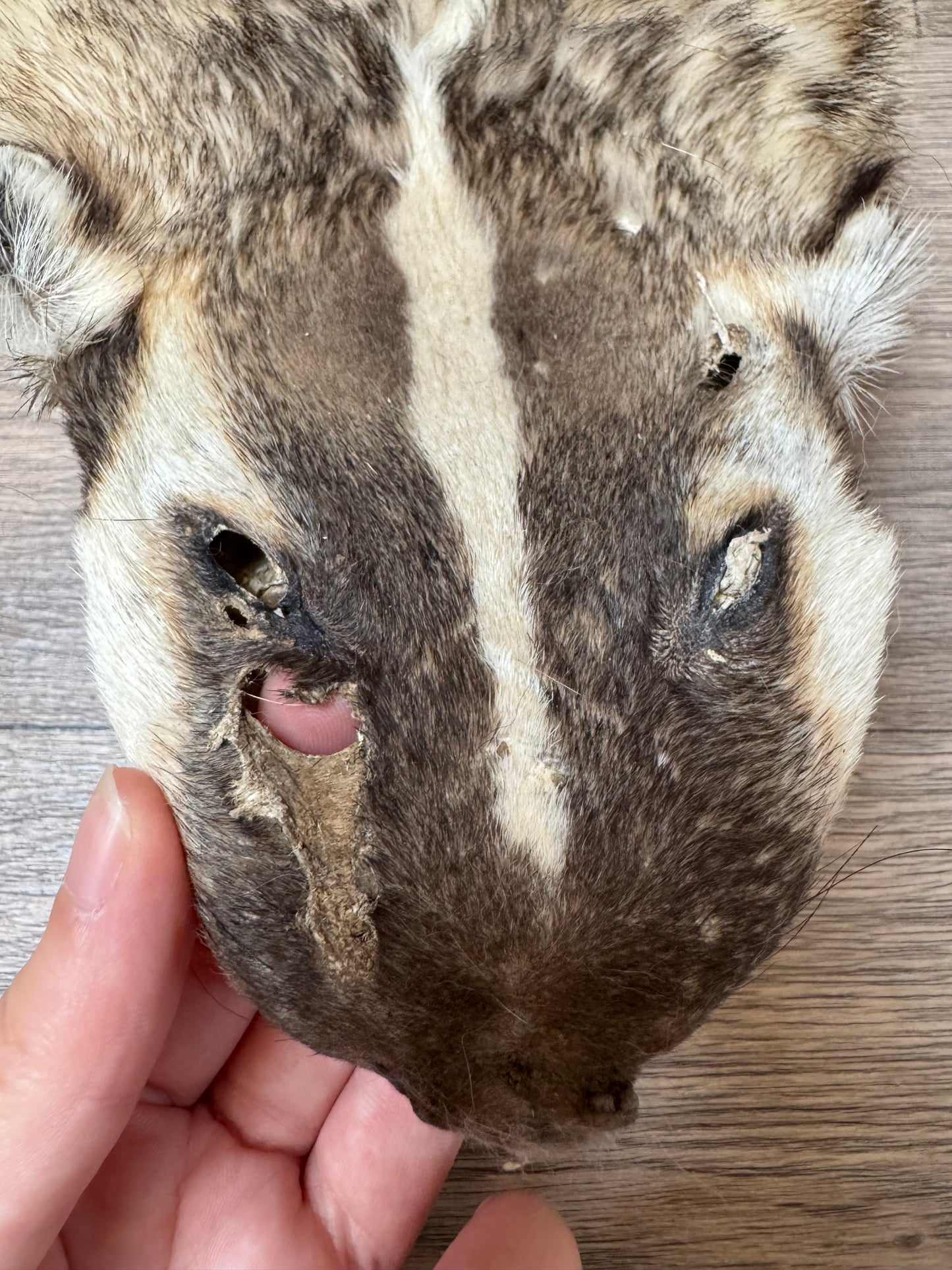 Female American badger mountable pelt