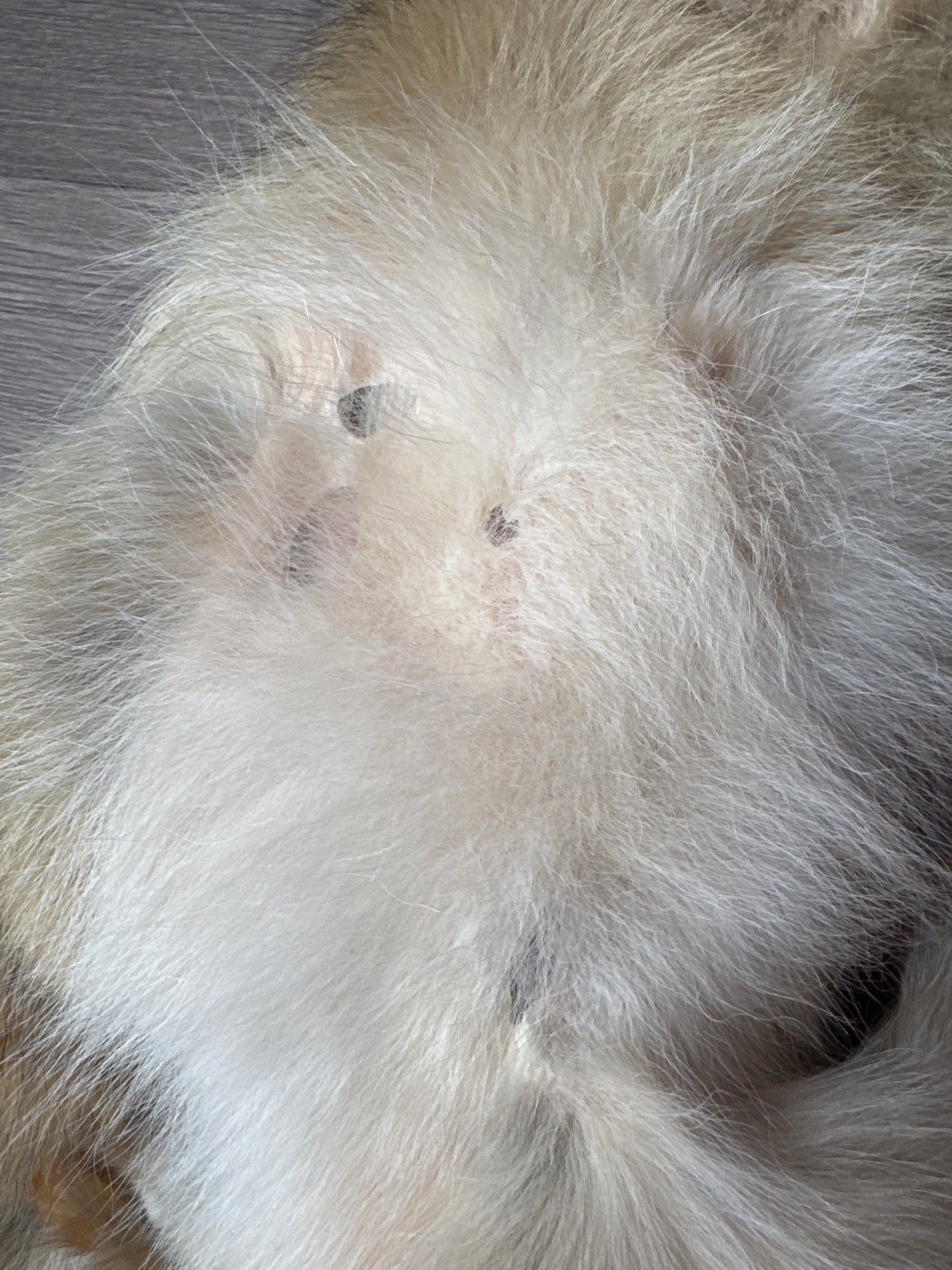 Male coyote mountable pelt (1)