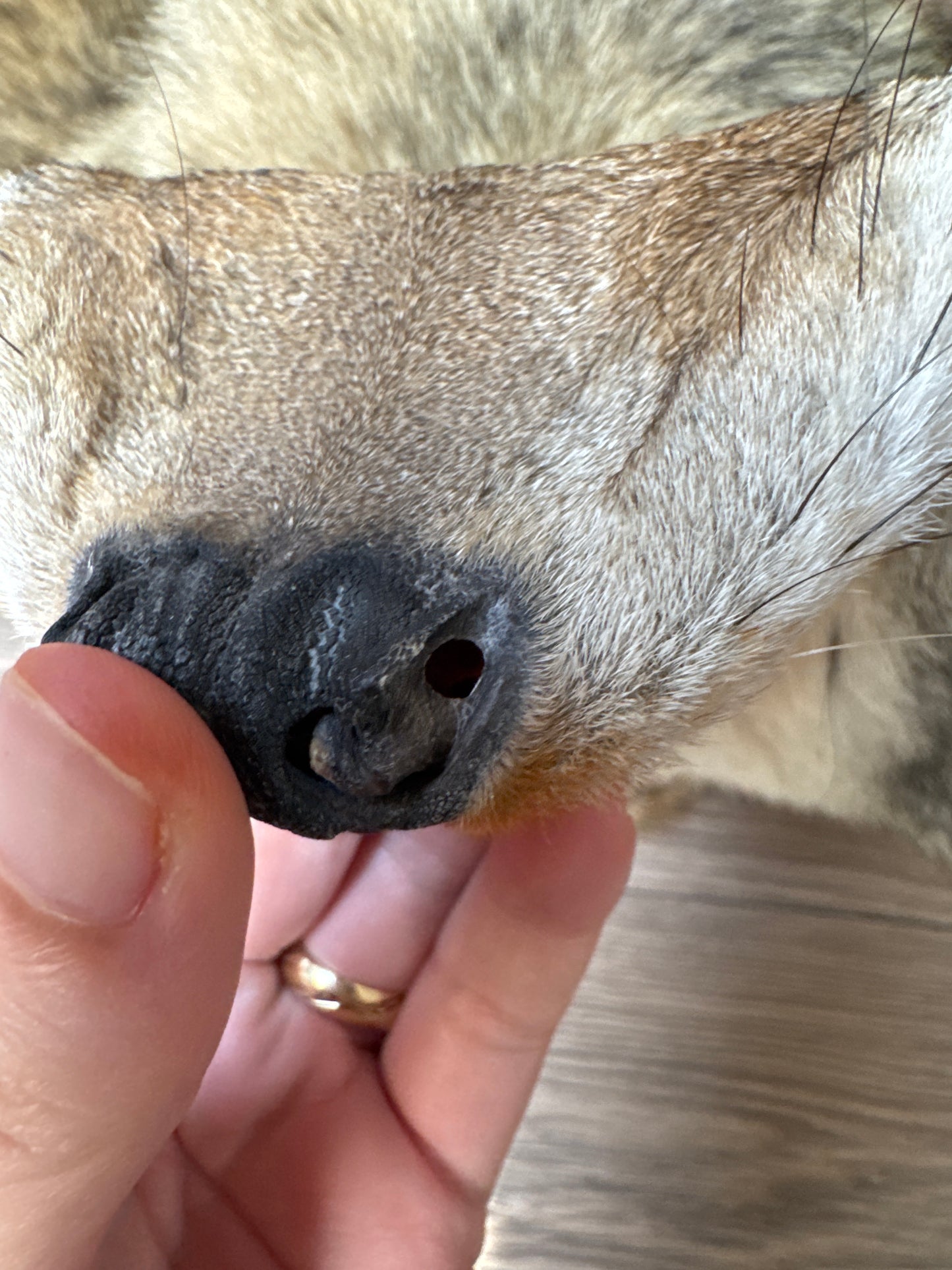 Male coyote mountable pelt (1)