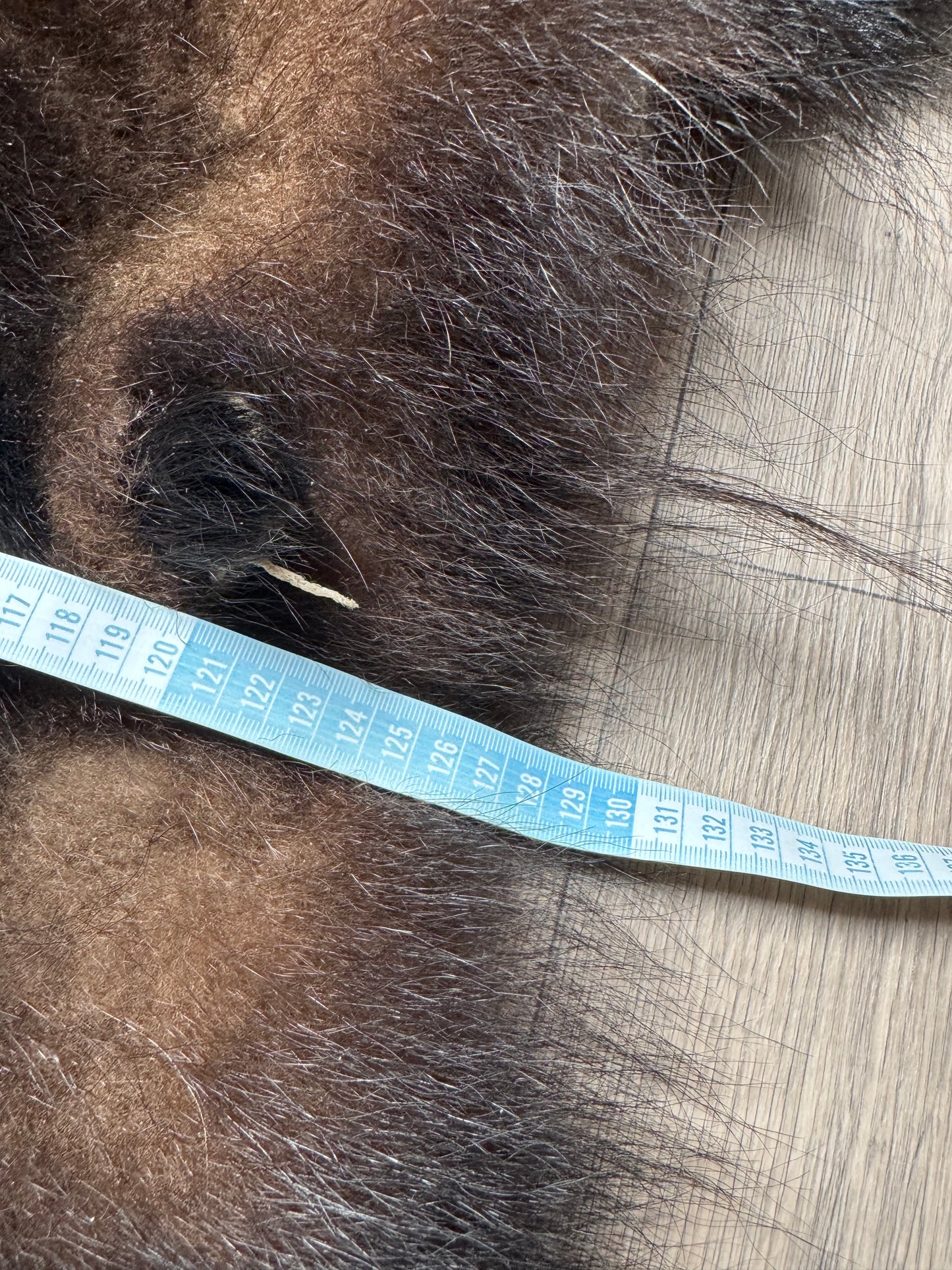 Black bear hide (1)