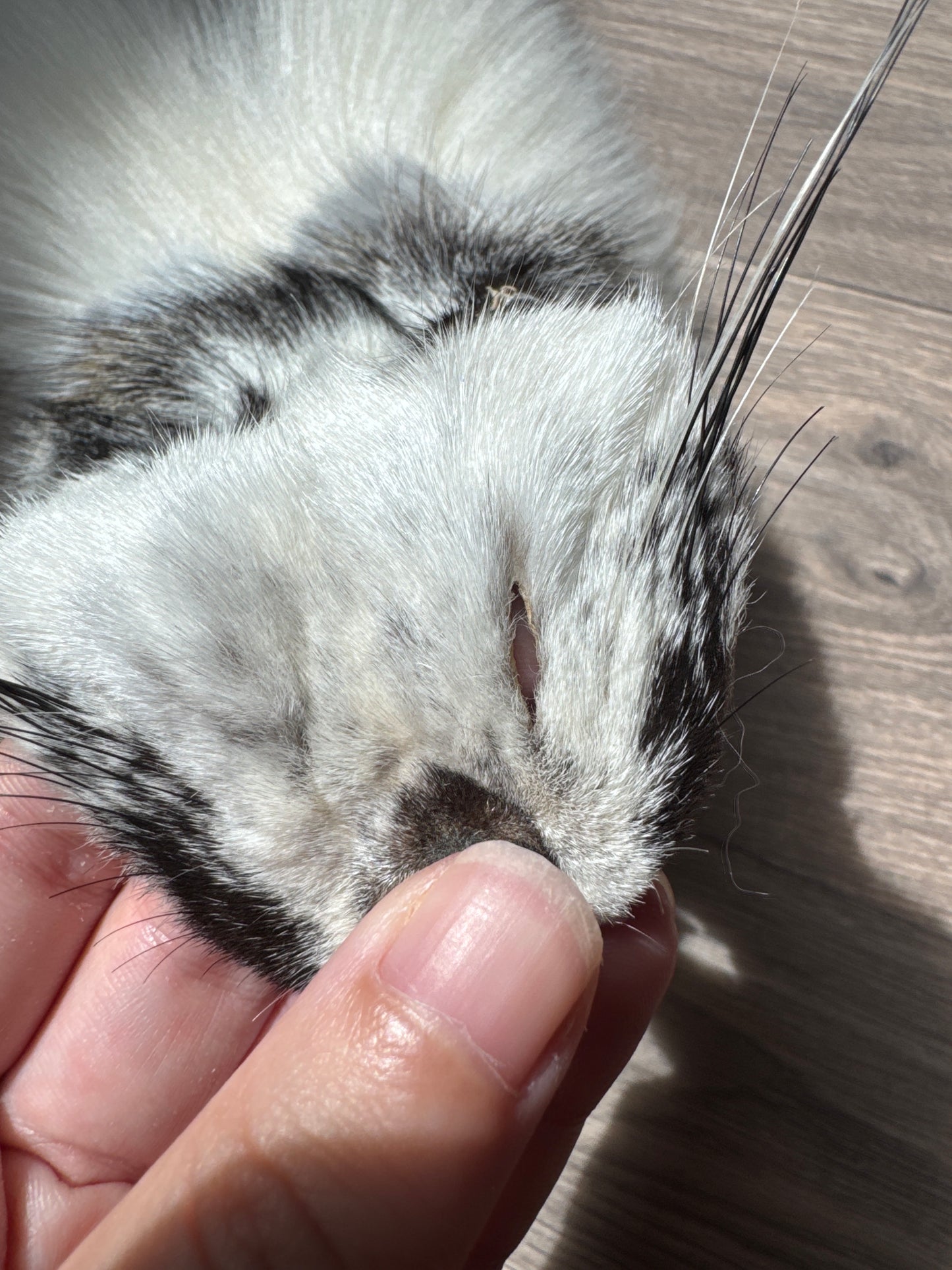 Cross Marble fox pelt (14)