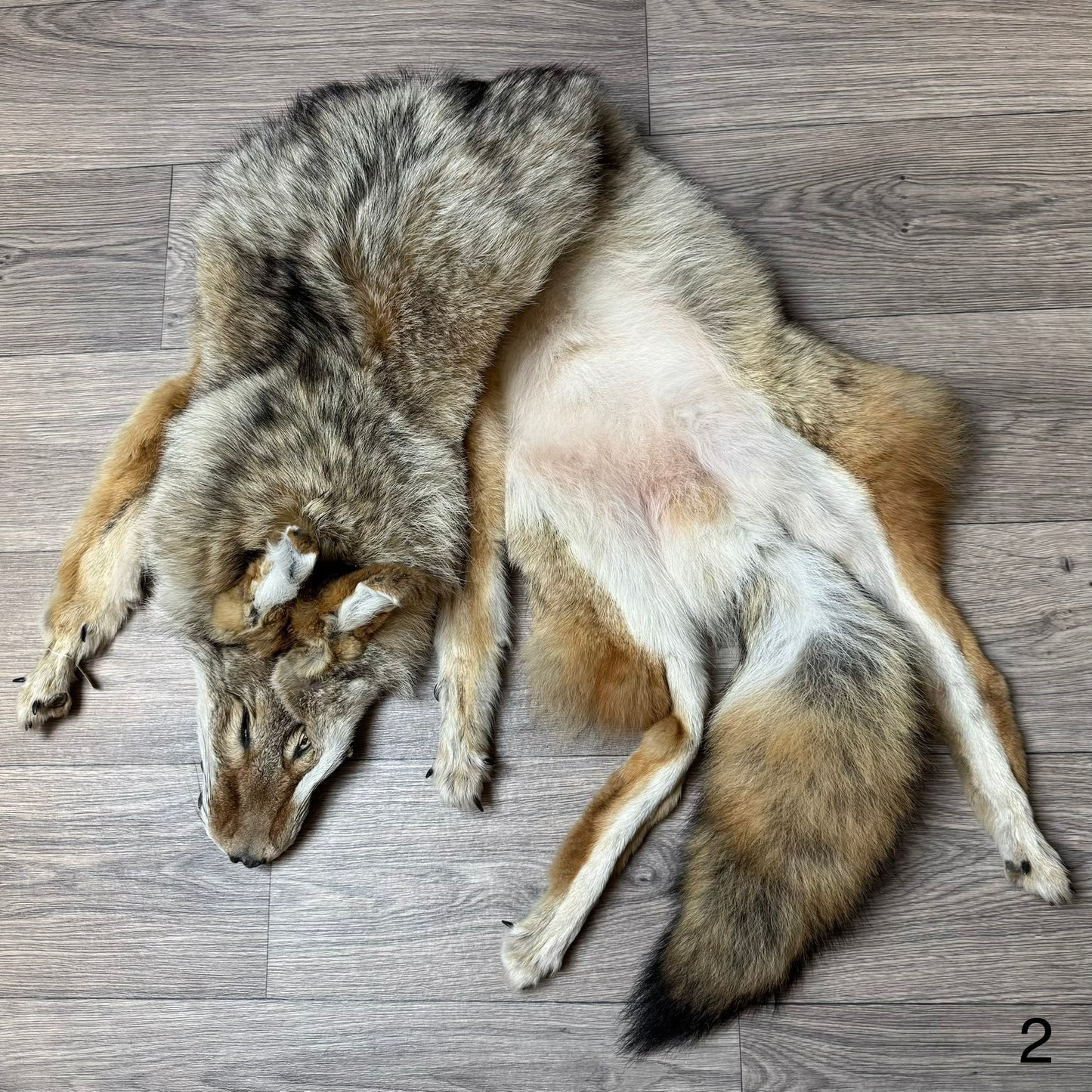 Male coyote mountable pelt (2)