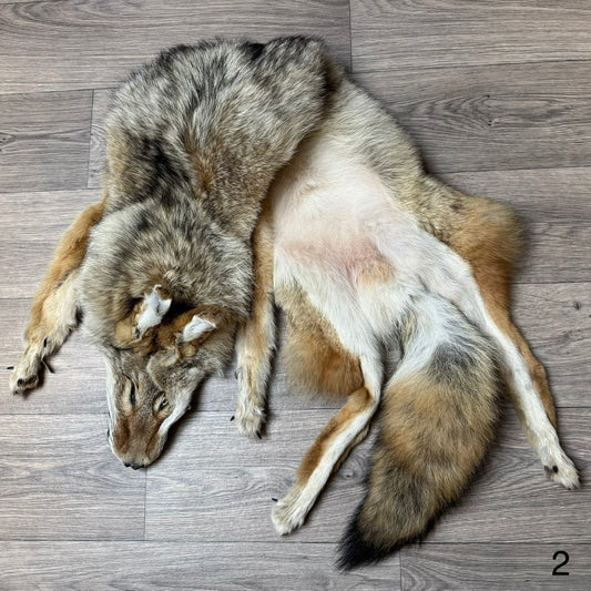 Male coyote mountable pelt (2)