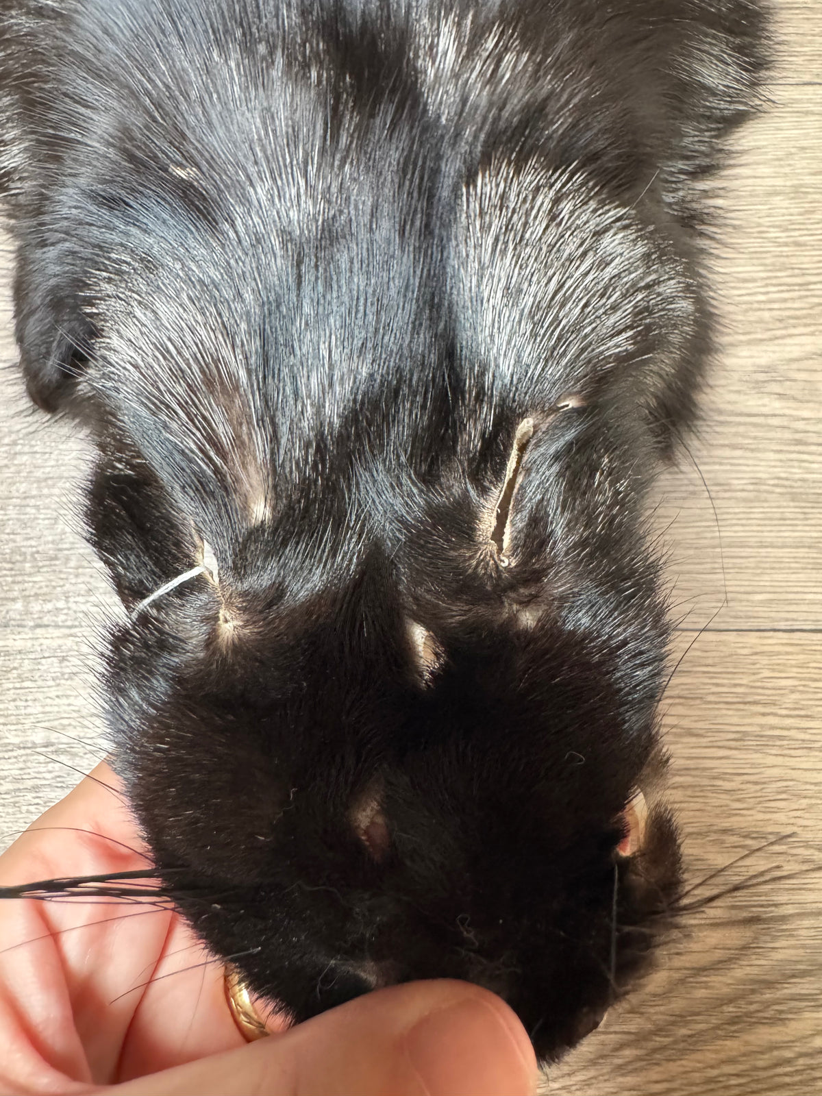 Silver fox pelt (5)