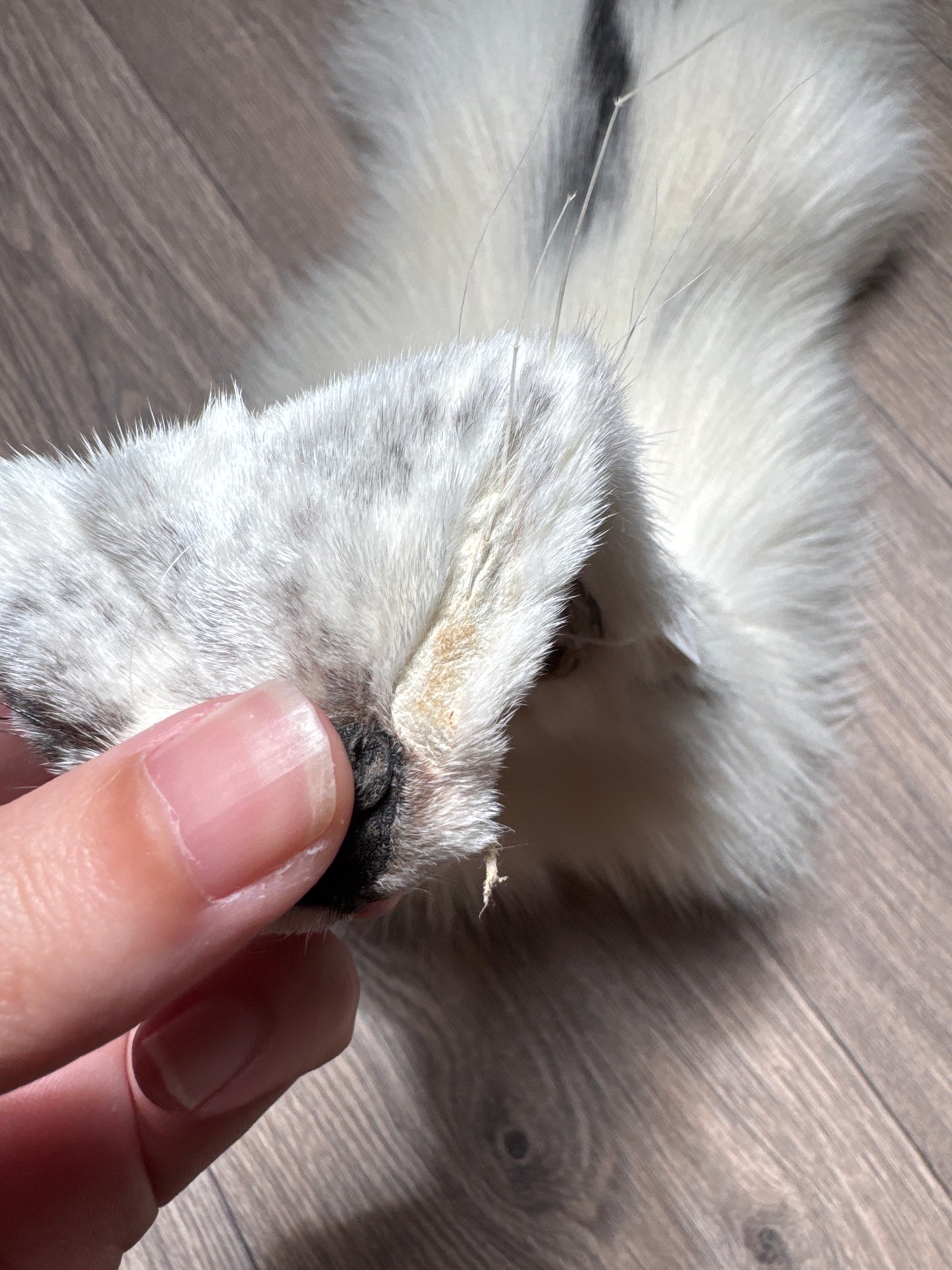 Cross Marble fox pelt (12)
