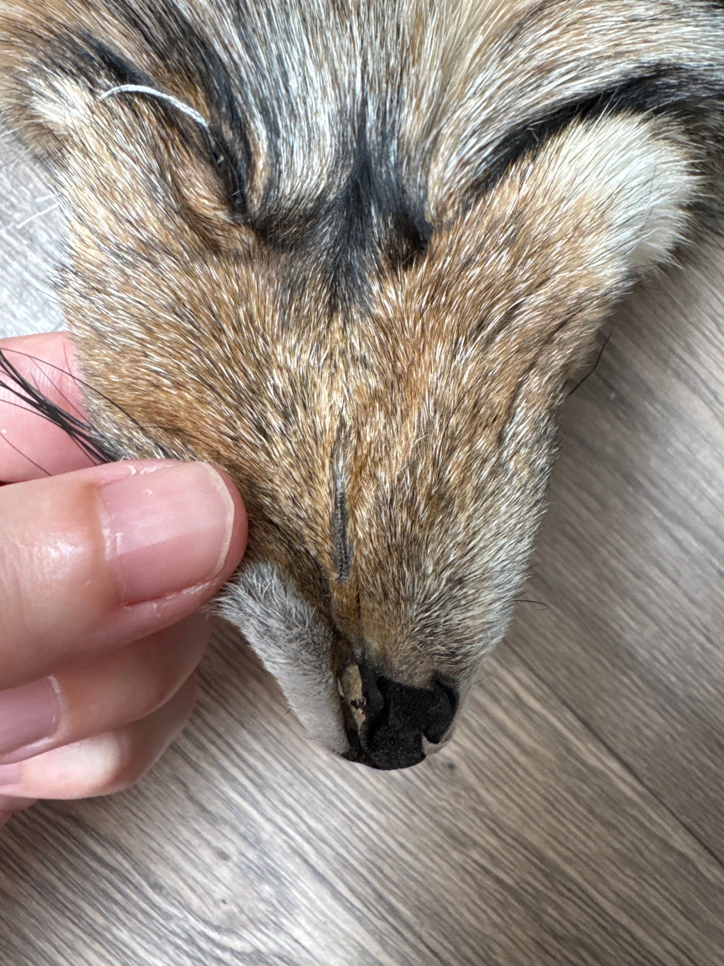 Smokey fox pelt (7)