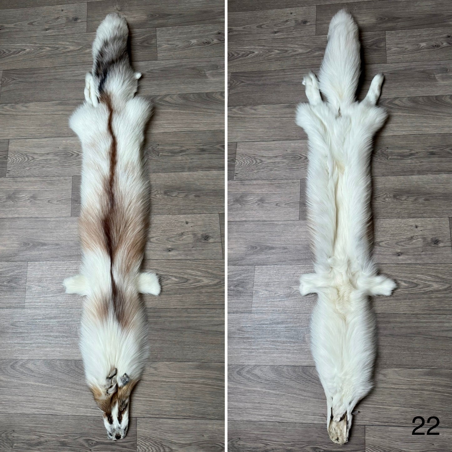 Sun Glow fox pelt (22)