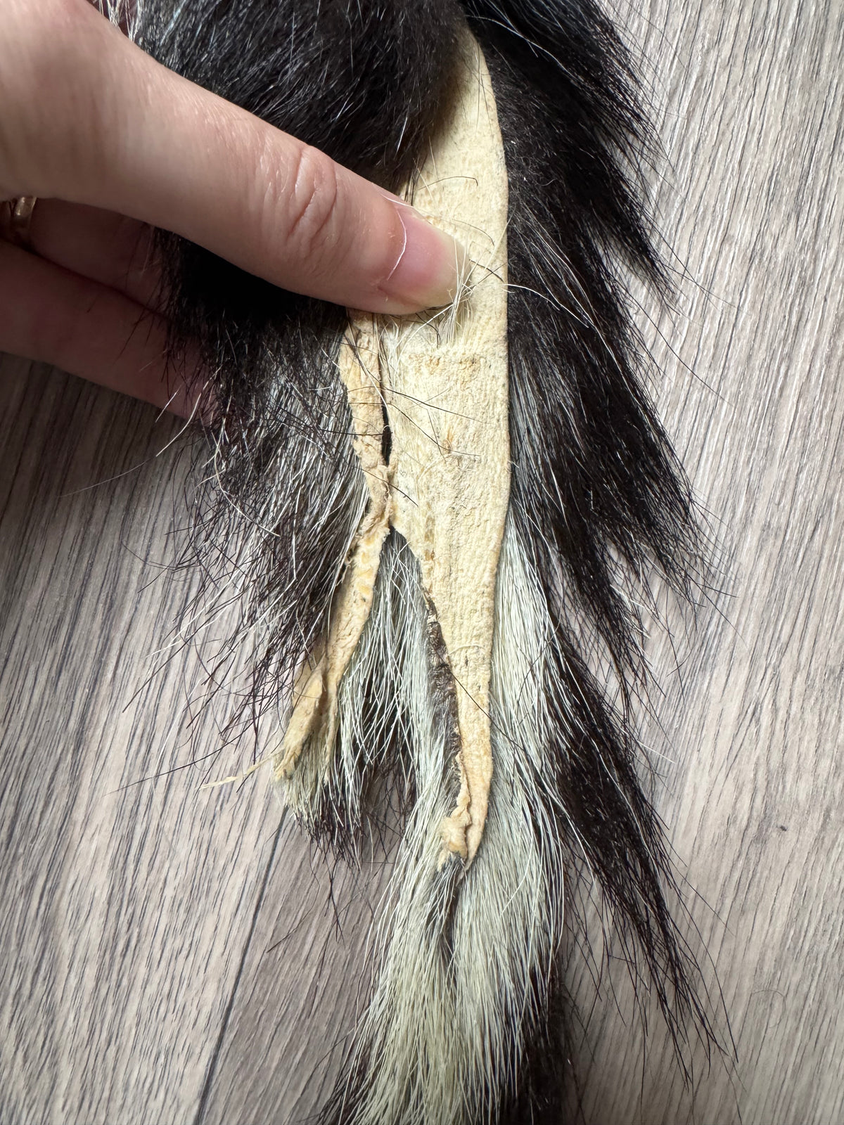 Skunk pelt (6)