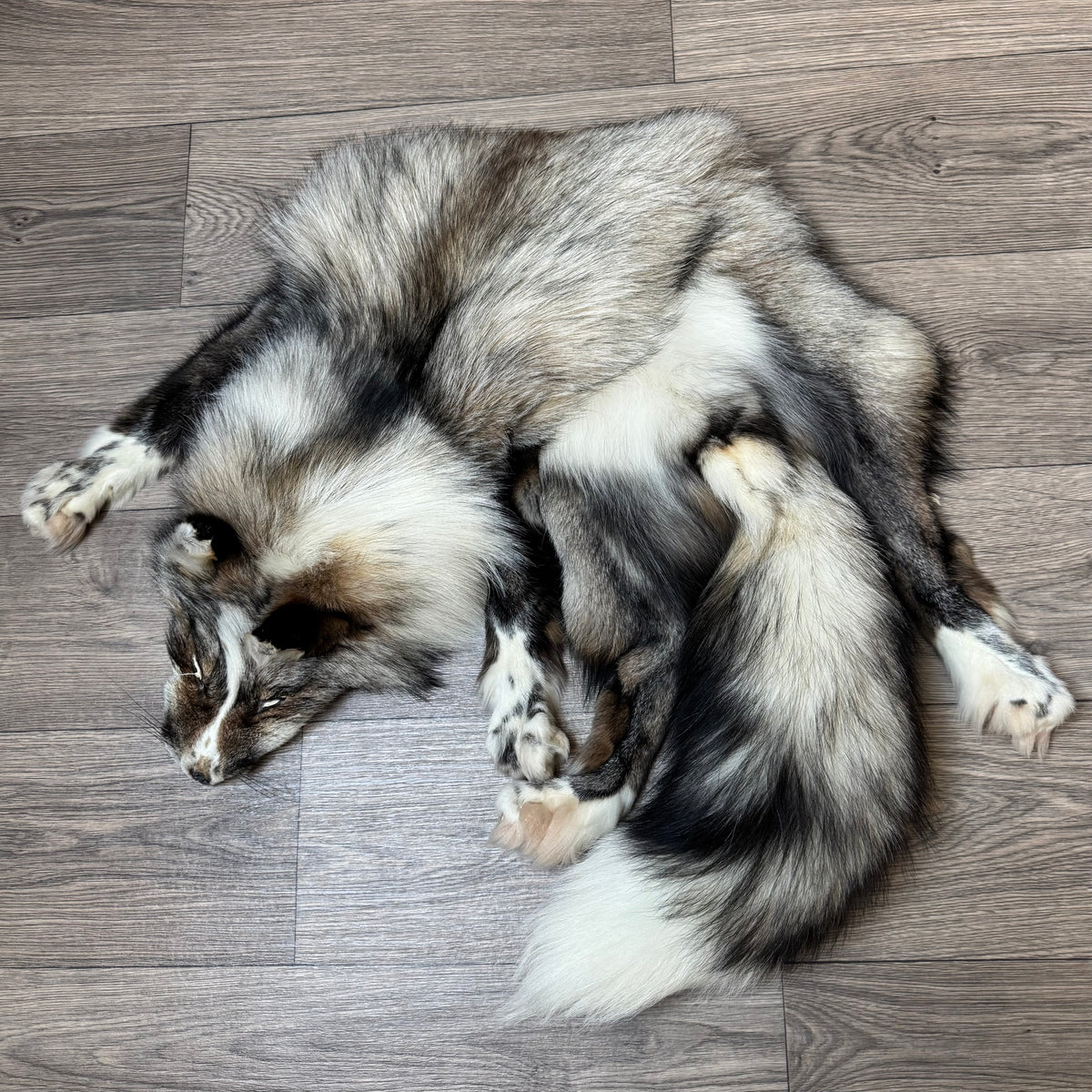 Female Smokey Ringneck fox mountable pelt (tag 93)