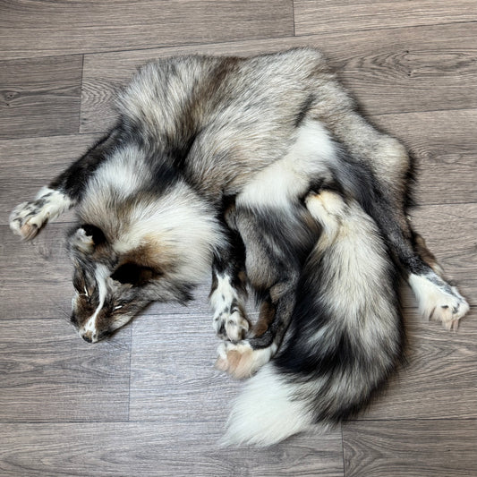 Female Smokey Ringneck fox mountable pelt (tag 93)