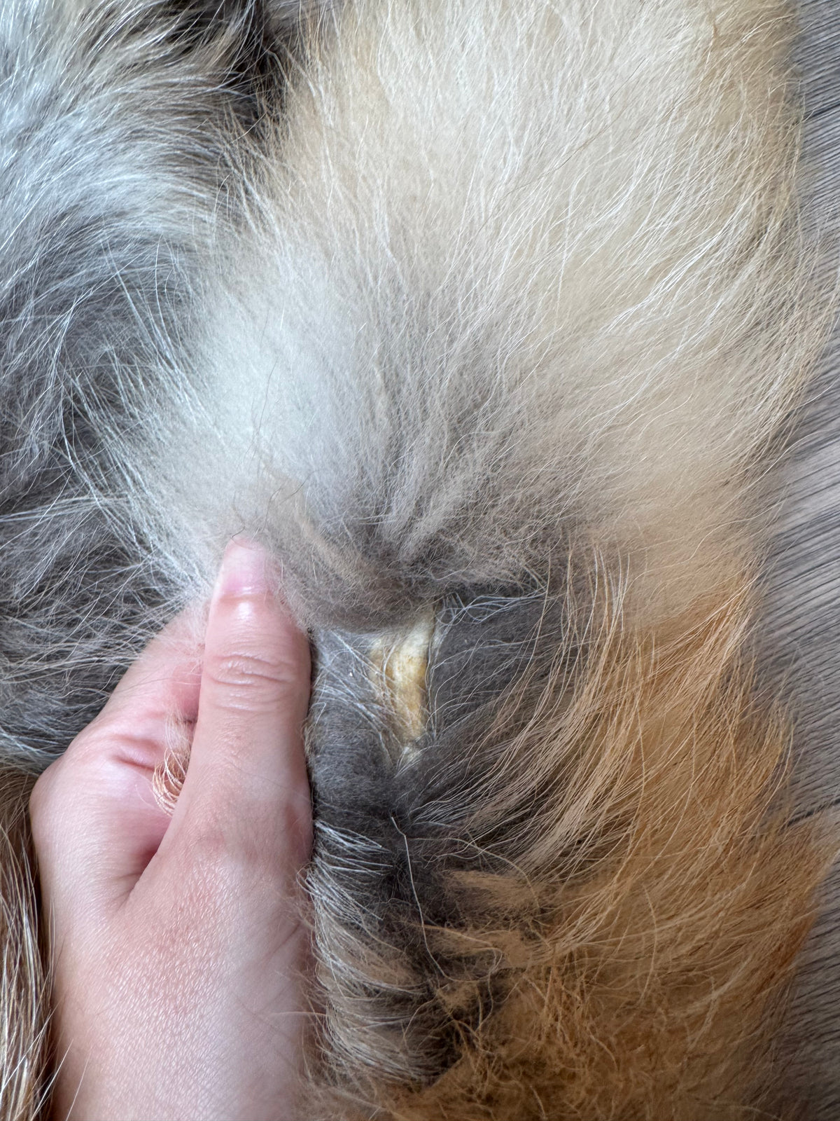 Arctic tanuki pelt (1)