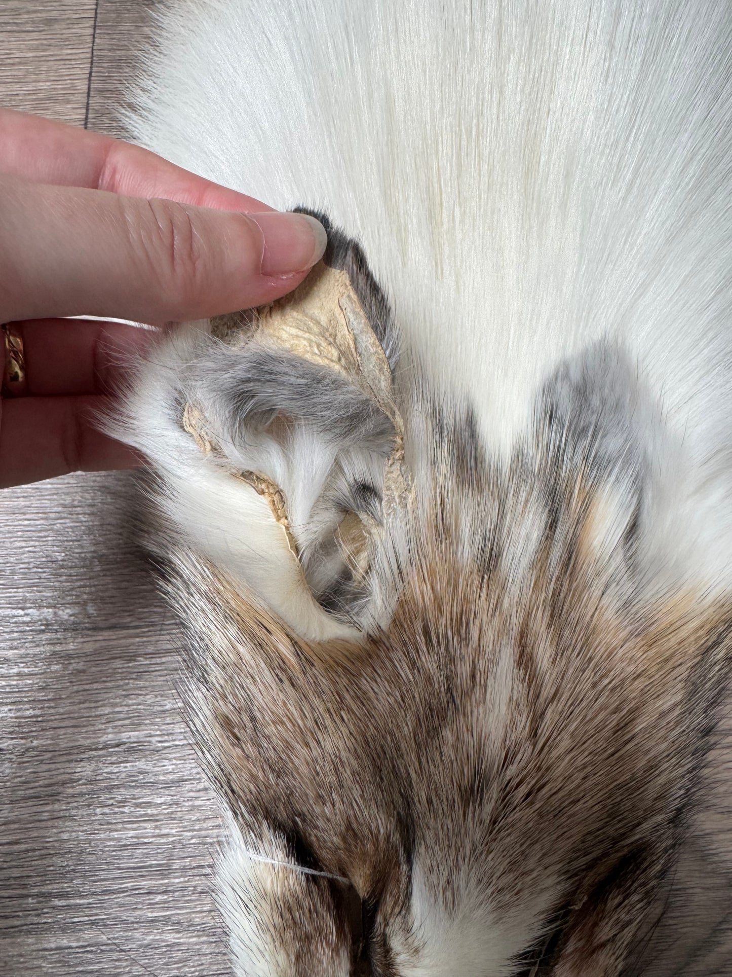 Sun Glow fox pelt (23)