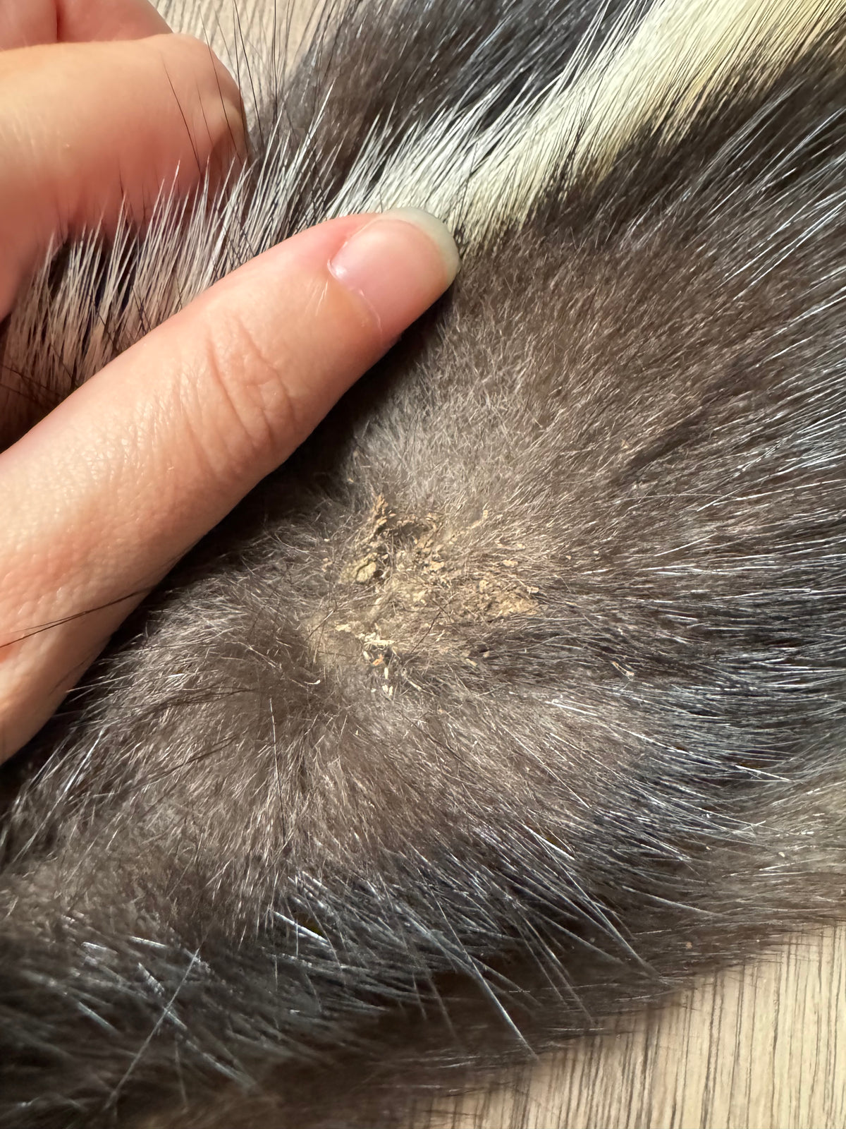 Skunk pelt (14)