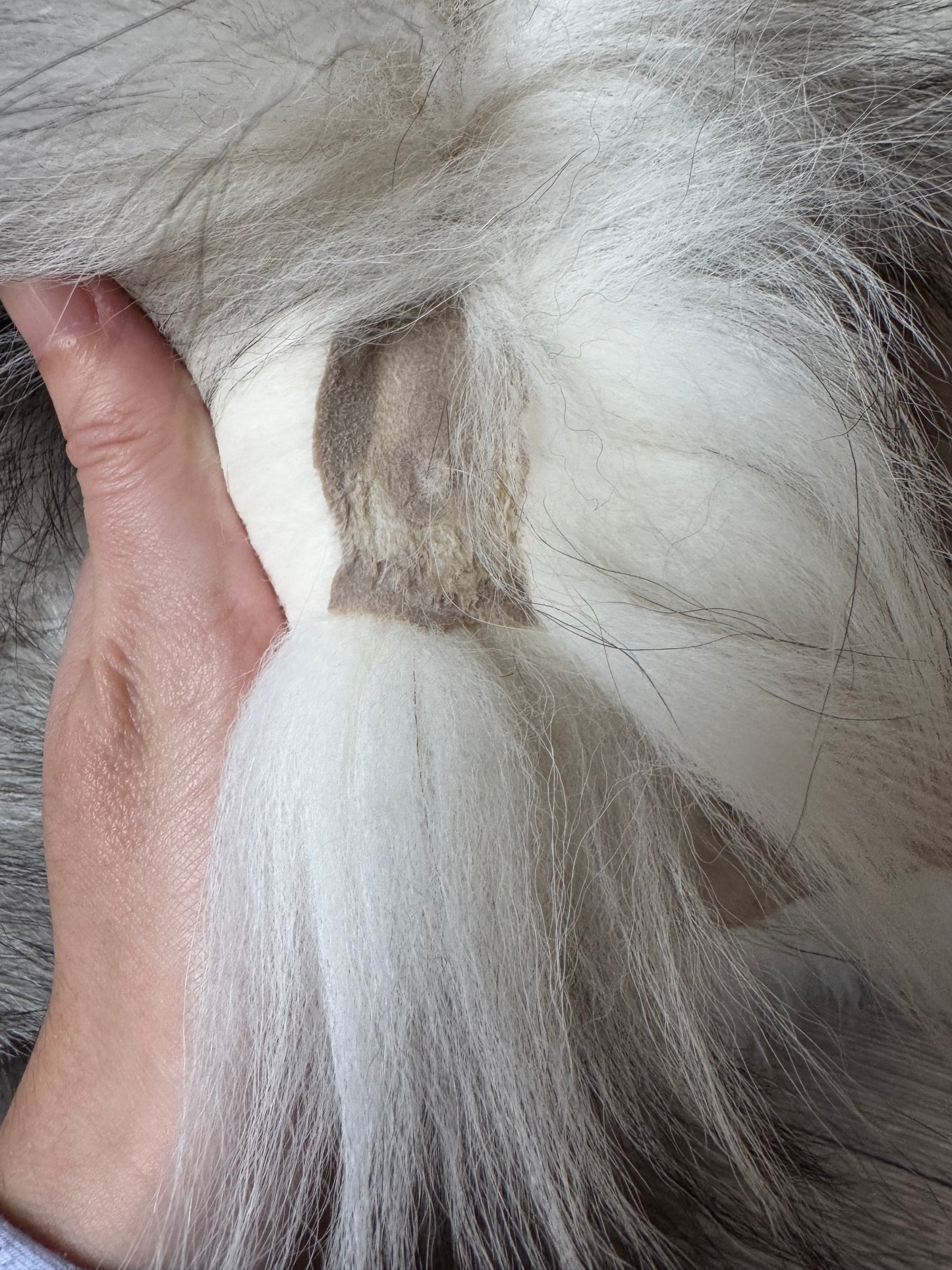 Marble Frost fox pelt (6) (extremely large pelt)