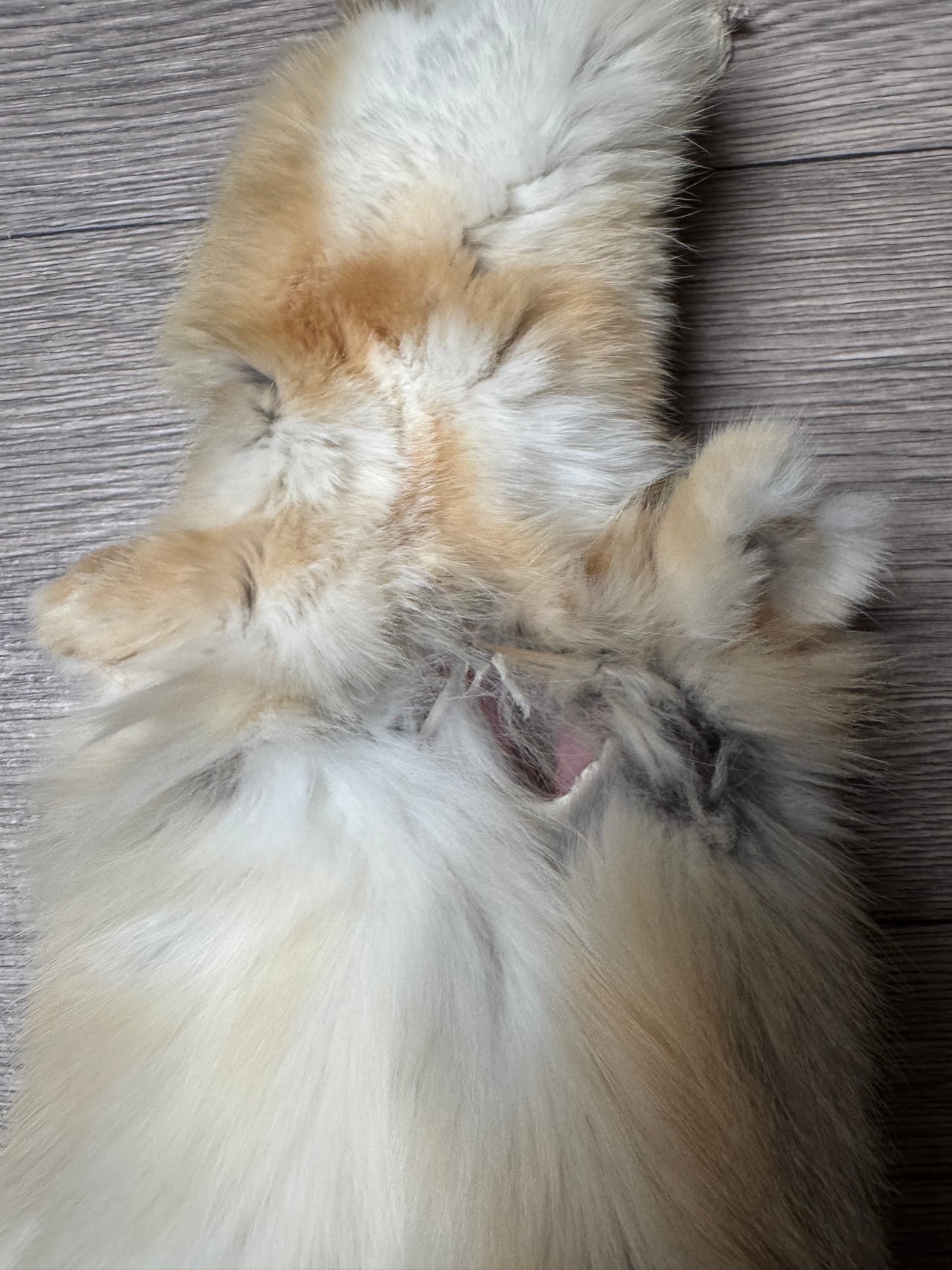 Swift fox pelt (2)