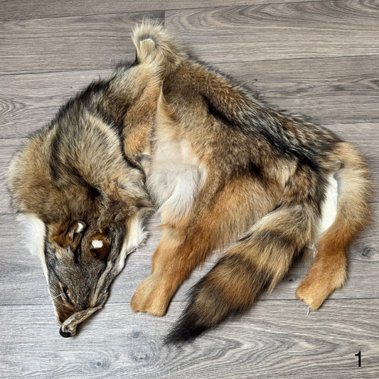 Coyote pelt (1)