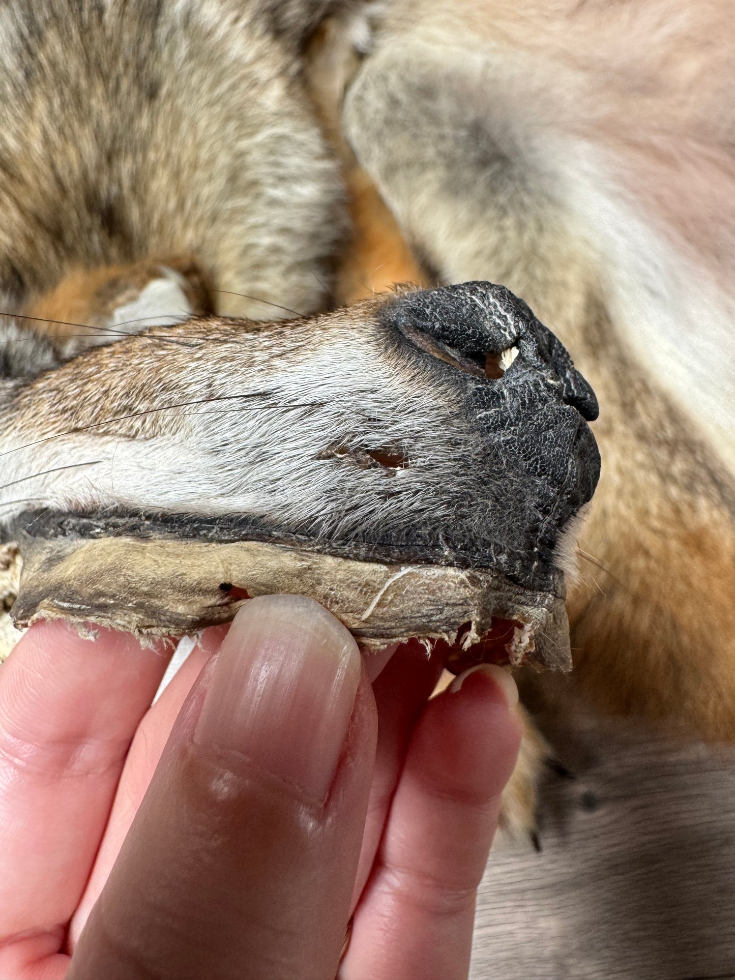 Male coyote mountable pelt (13)