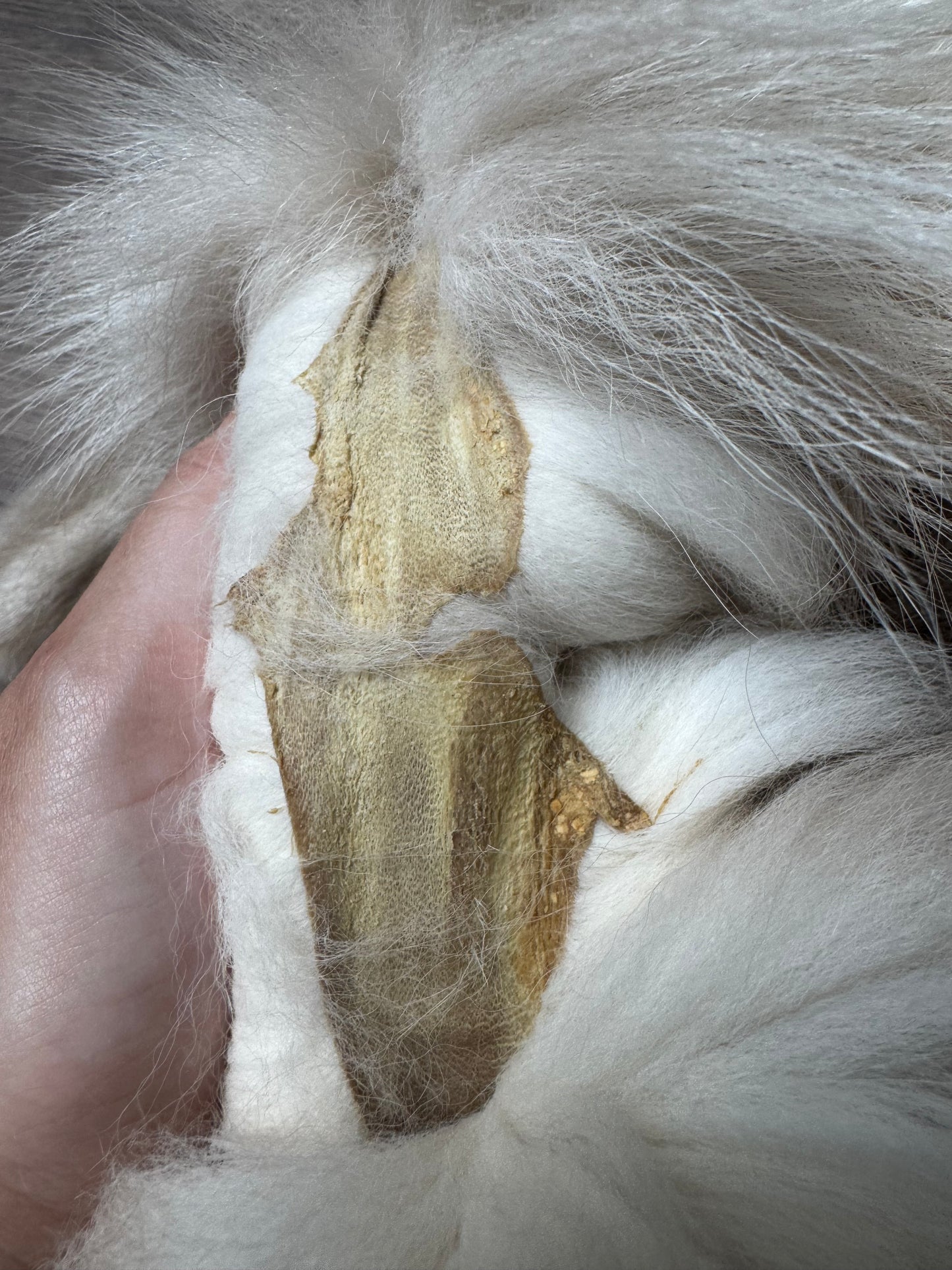 Amber fox pelt (6)