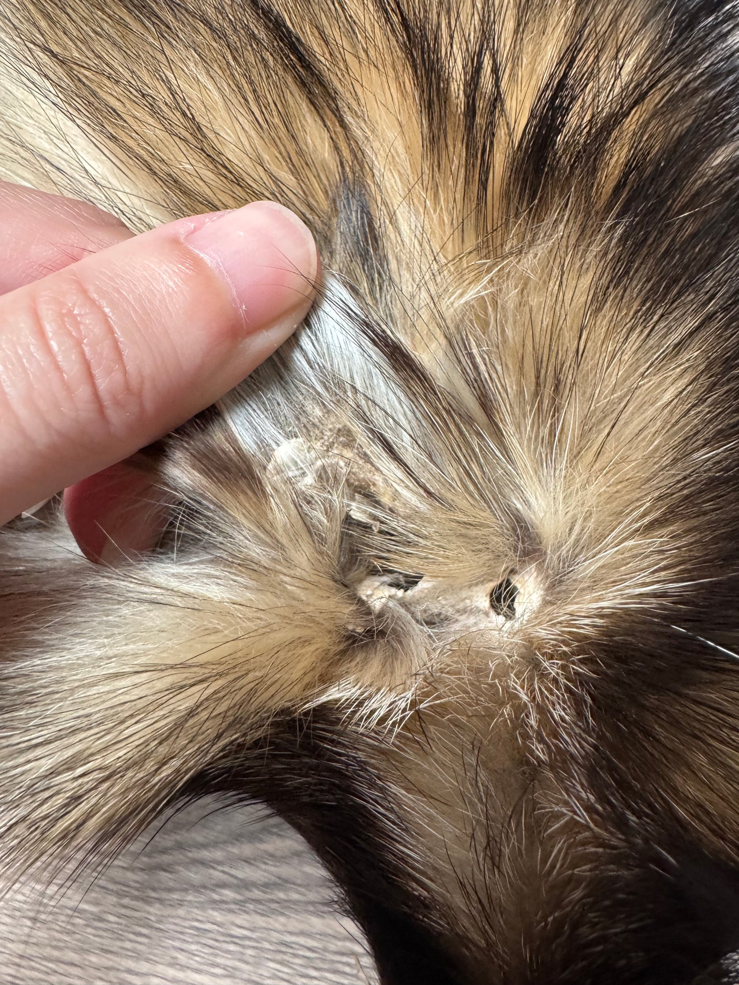 Tanuki pelt (7)