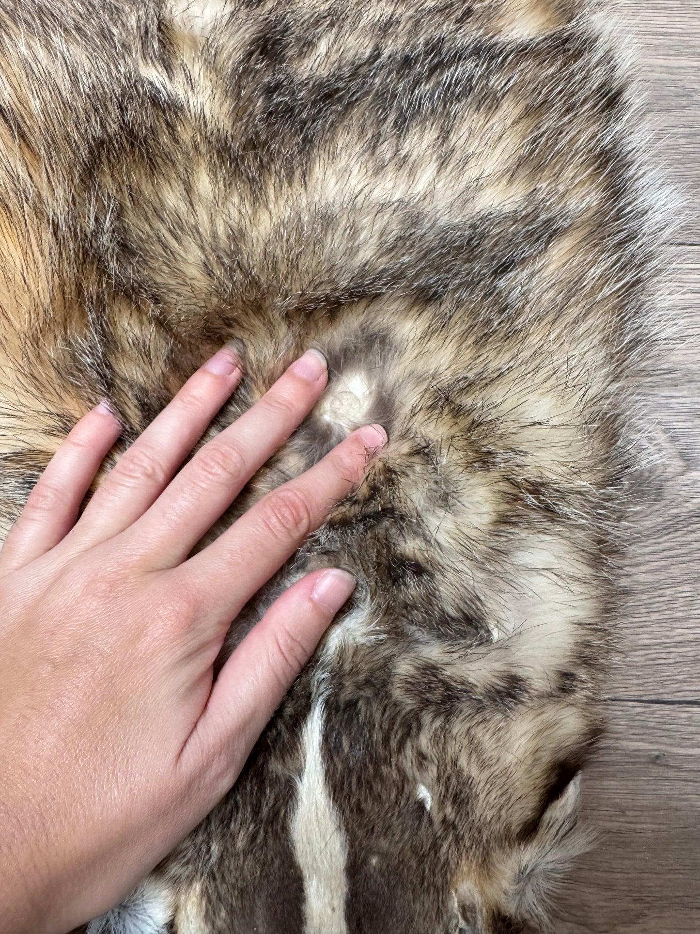 Female American badger mountable pelt