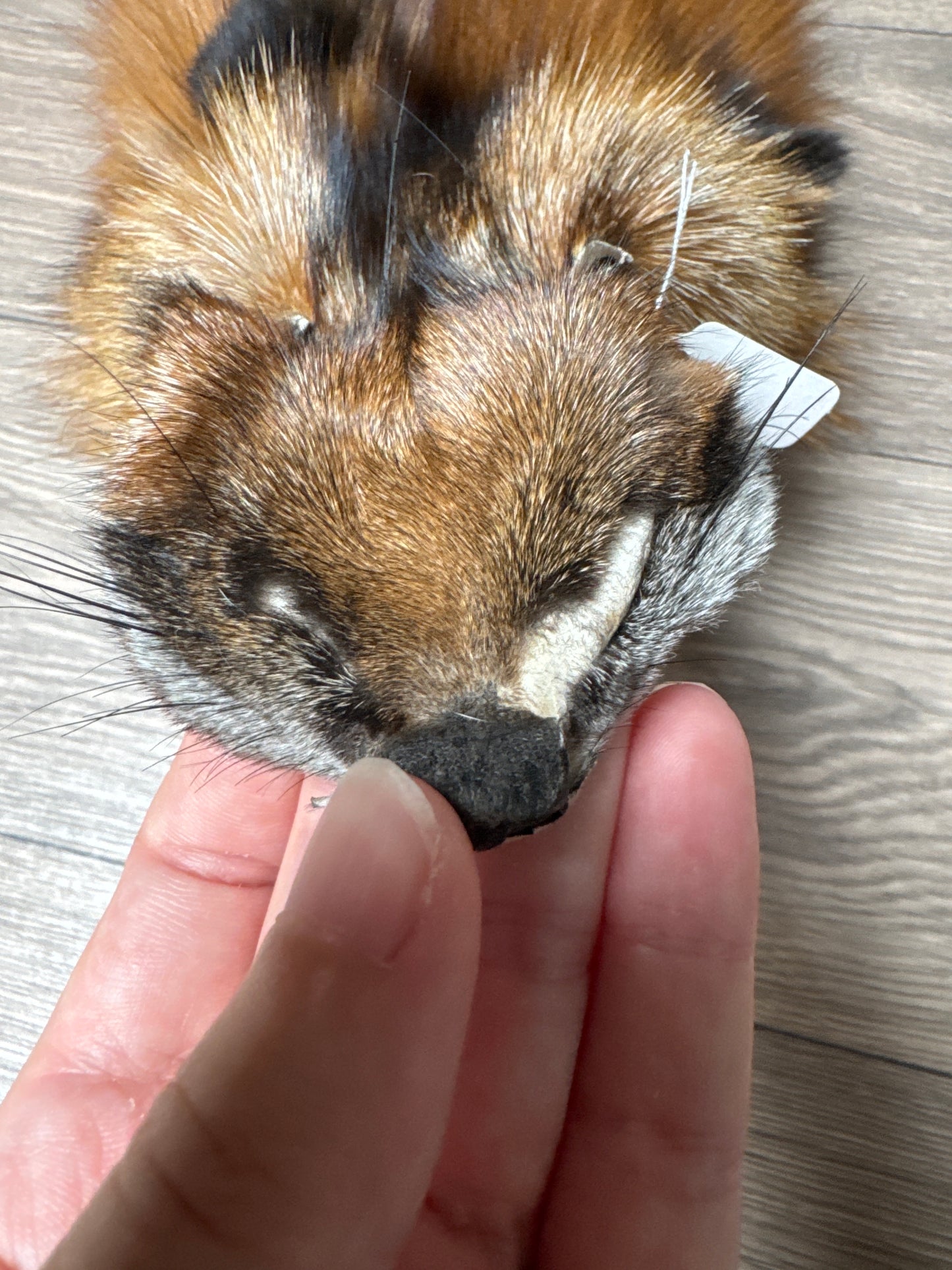 Gold fox pelt (50)