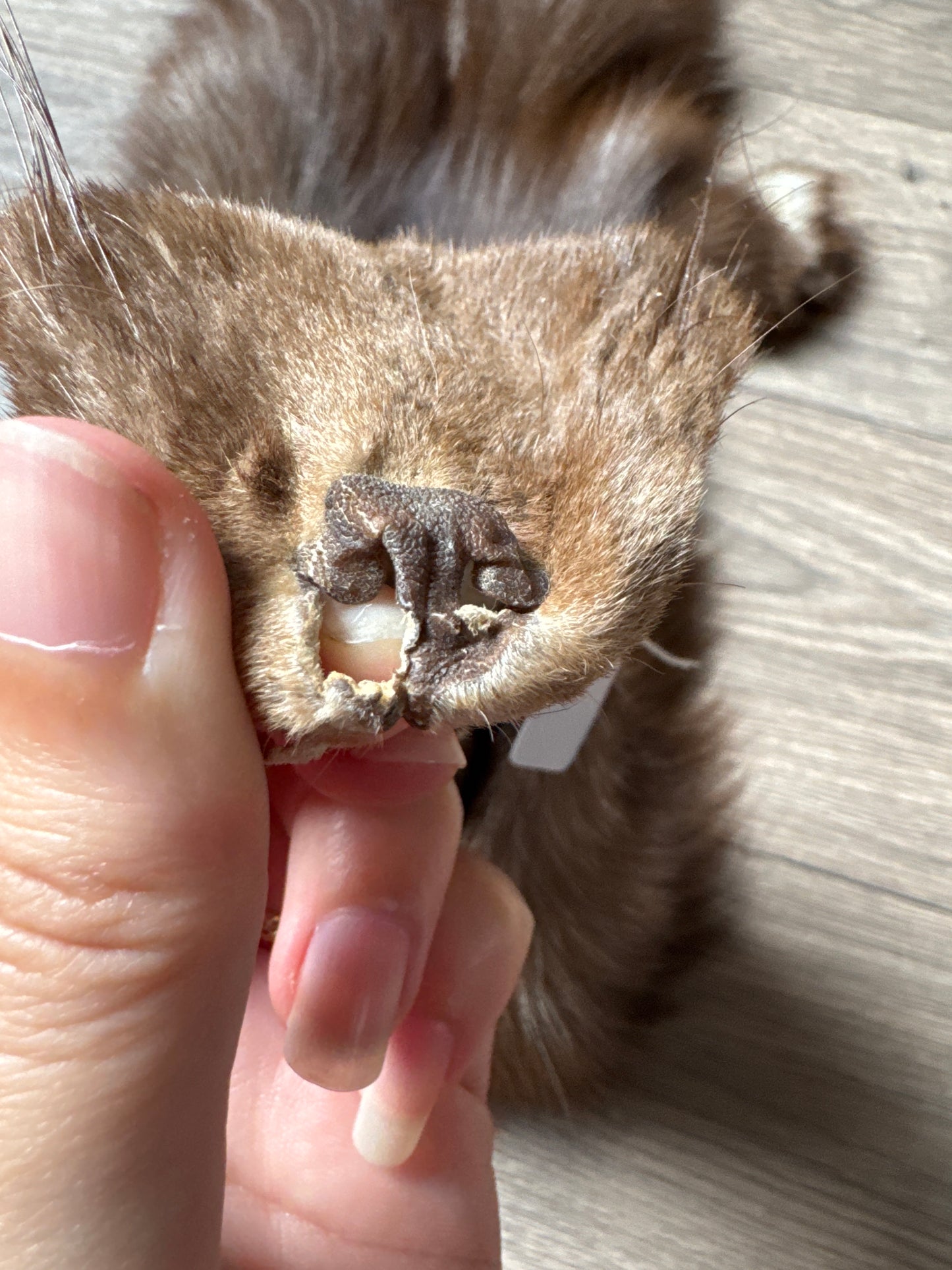 Burgundy fox pelt (11)