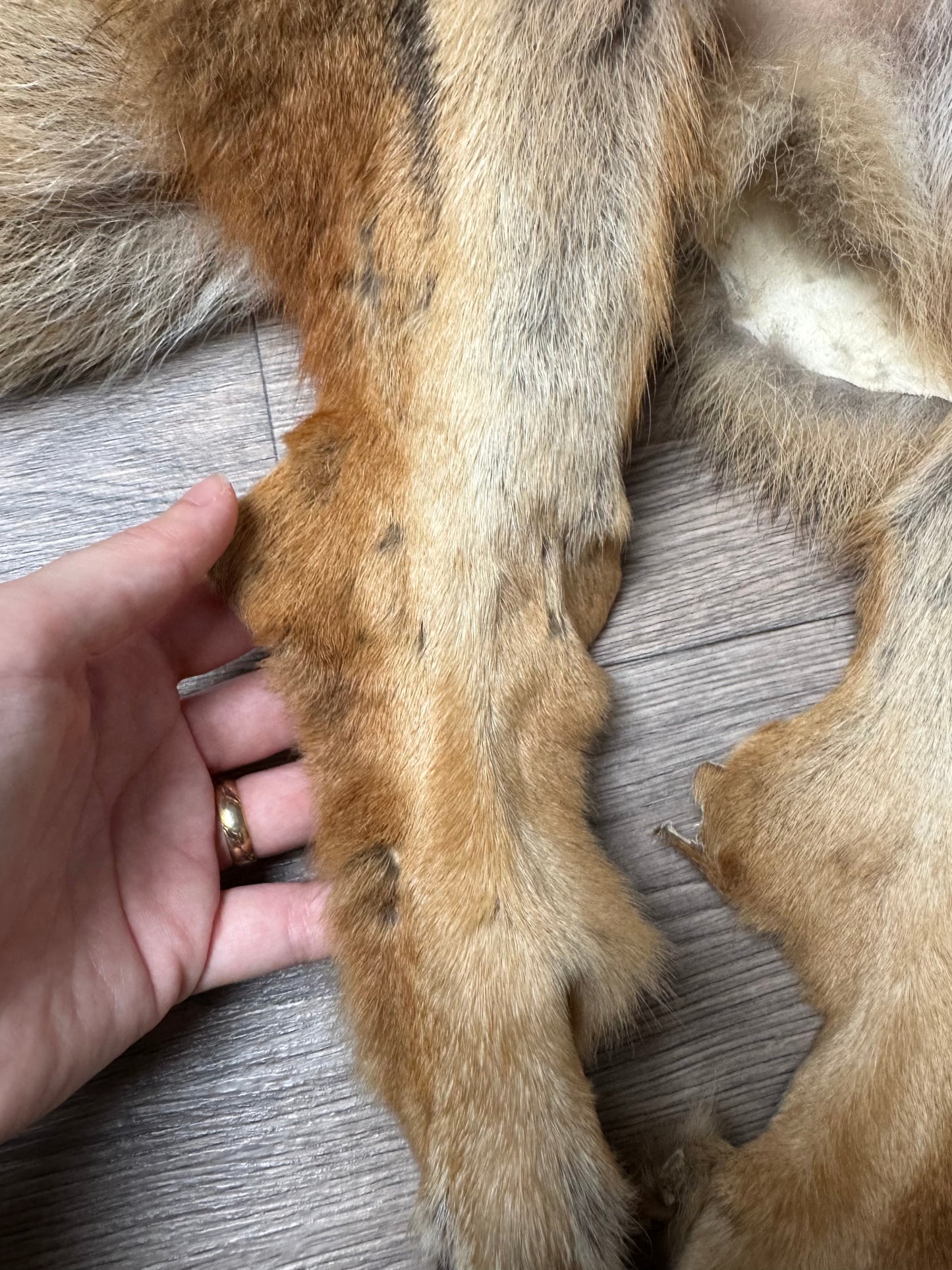 Male coyote mountable pelt (14)