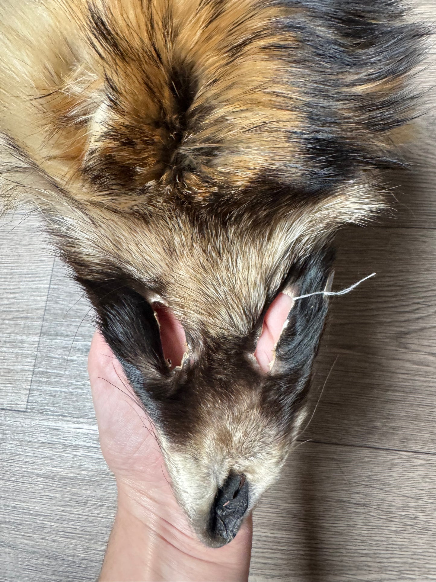 Tanuki pelt (5)