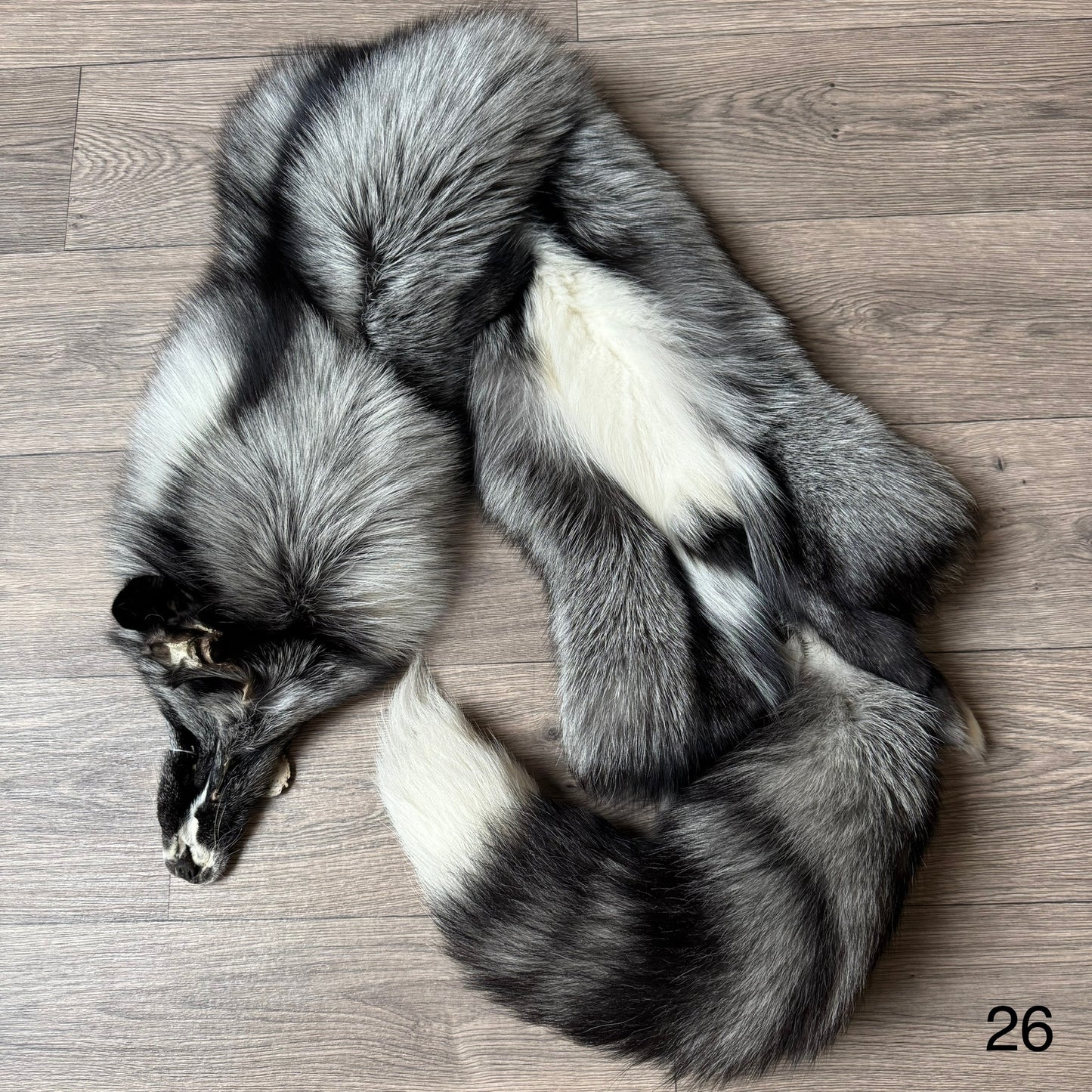 Silver Ringneck fox pelt (26)