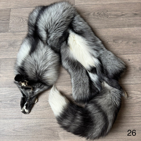 Silver Ringneck fox pelt (26)