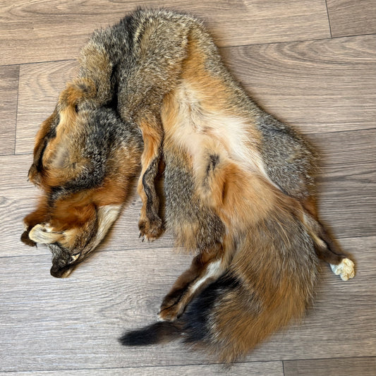 Male grey fox mountable pelt (25)