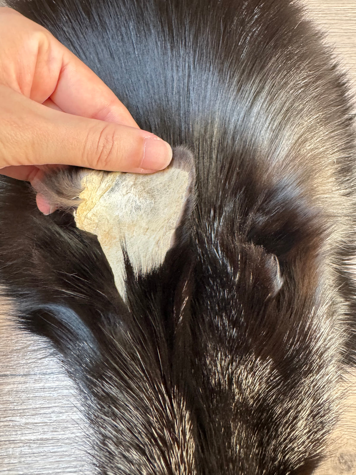 Silver fox pelt (26)