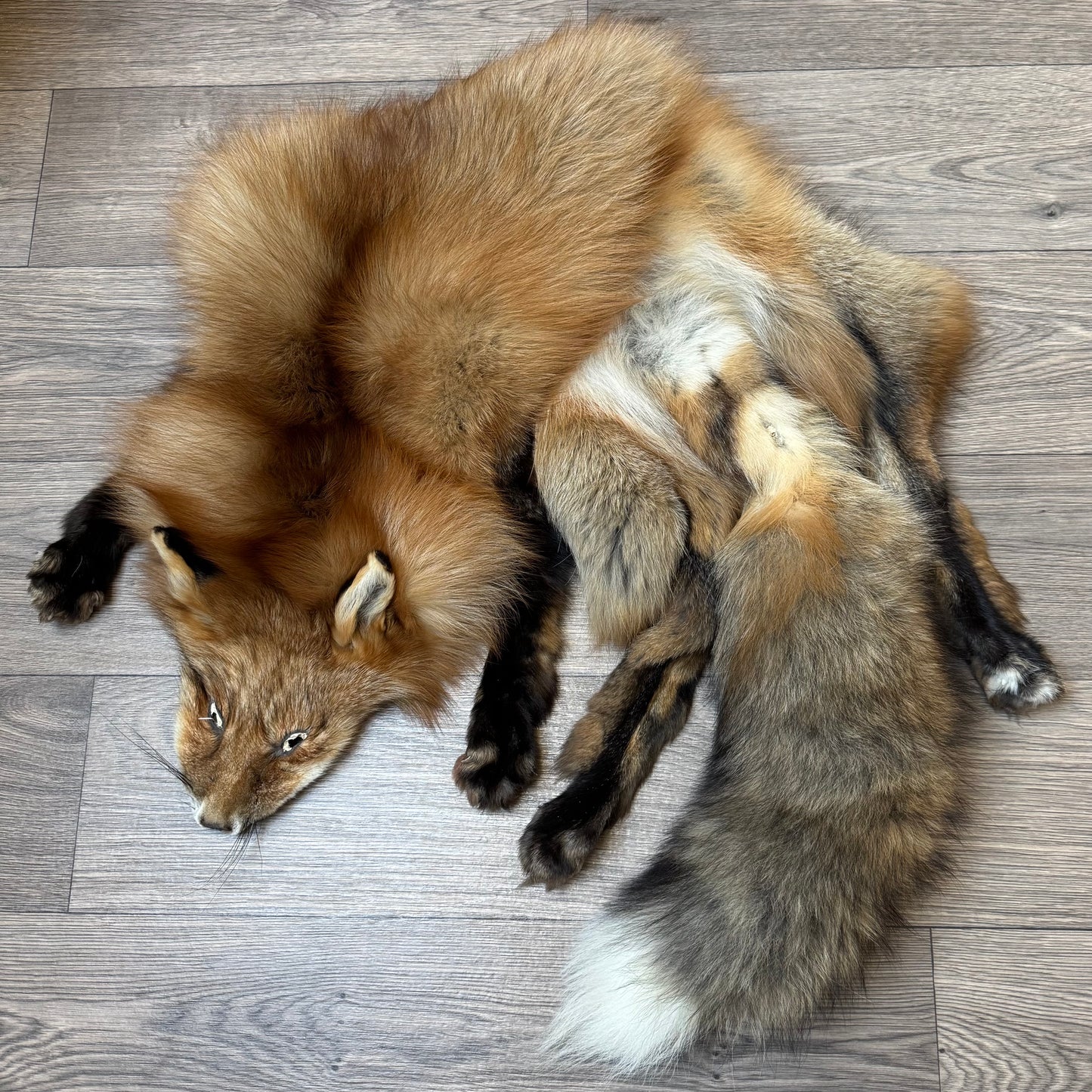 Male Gold fox mountable pelt (tag 73)