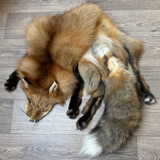 Male Gold fox mountable pelt (tag 73)