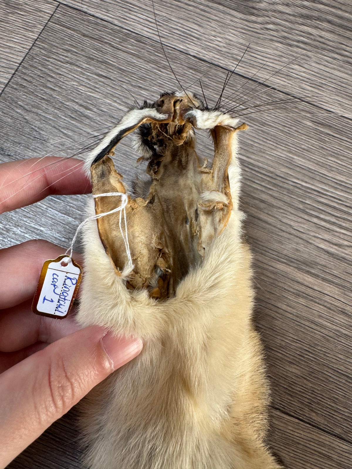 Ringtail pelt (1)