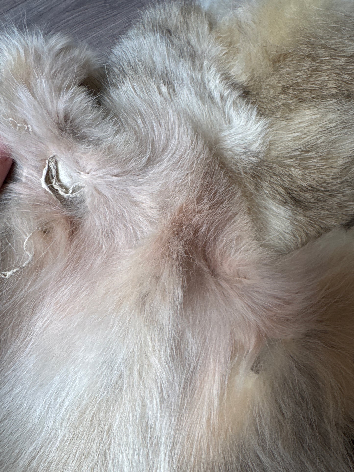Male coyote mountable pelt (2)