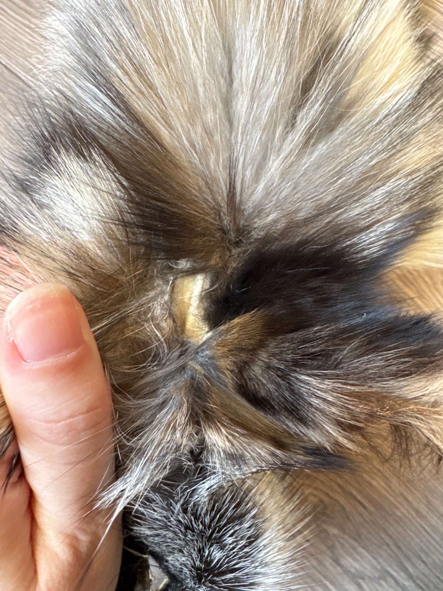 Cross Whitemark fox pelt (8)