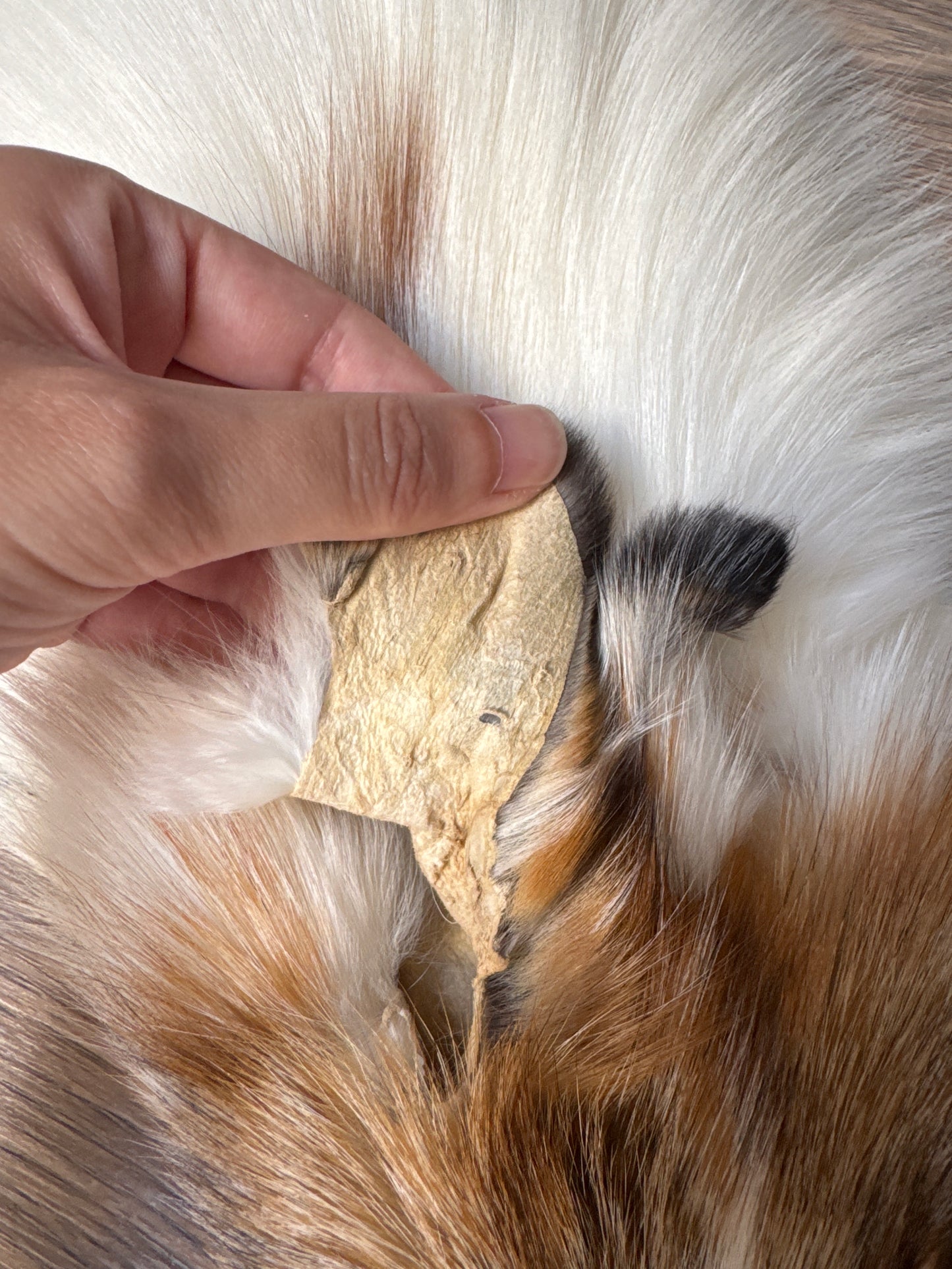 Sun Glow fox pelt (4)