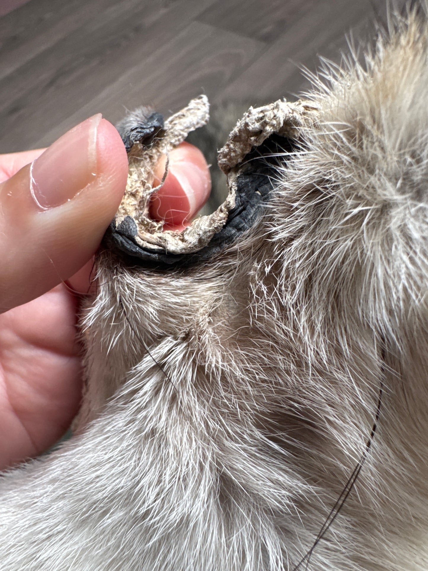 Female coyote mountable pelt (8)
