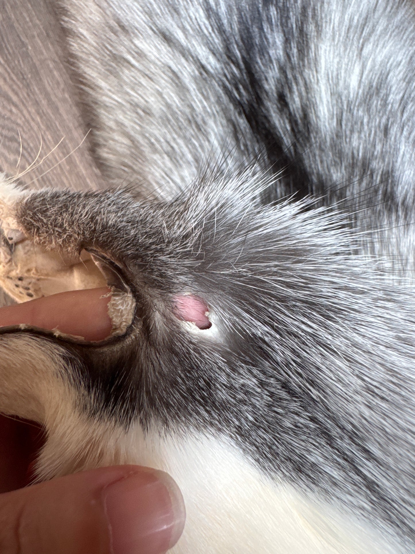 Platinum fox pelt (1)