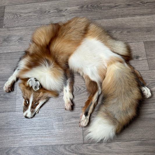 Female Gold Ringneck fox mountable pelt (tag 11)